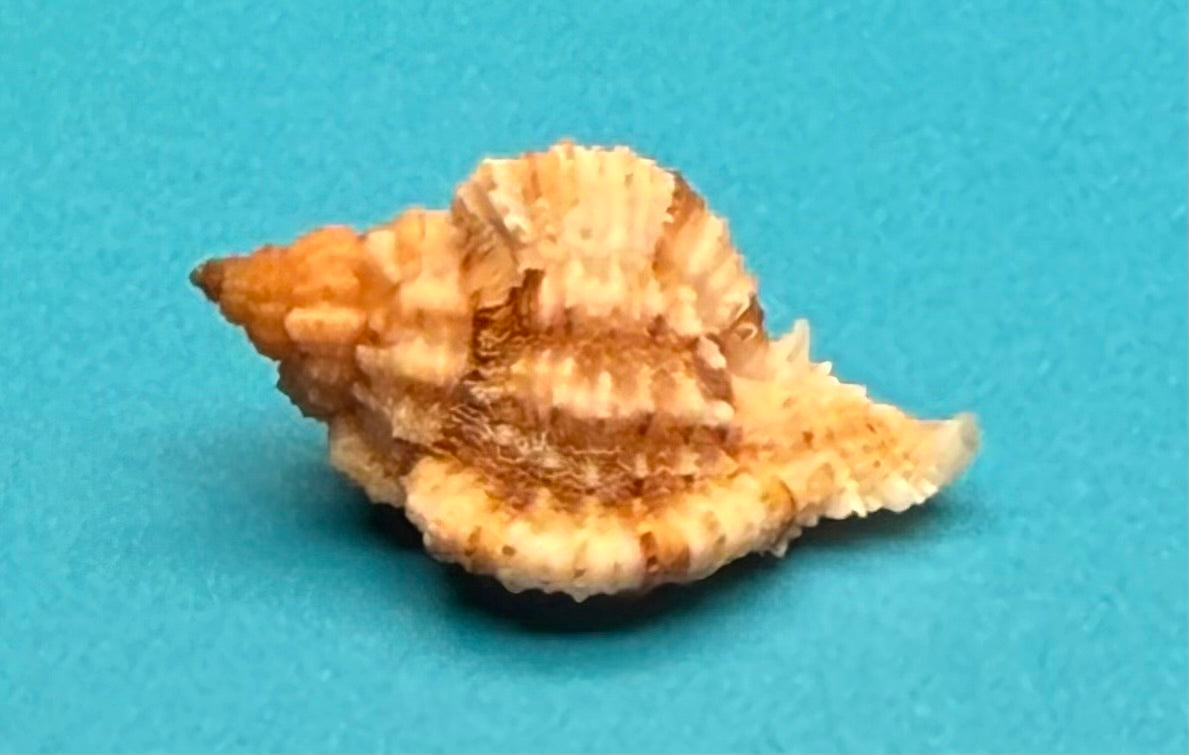Phyllonotus whymani – Pulley Ridge Form – Dry Tortugas – 30.4 mm