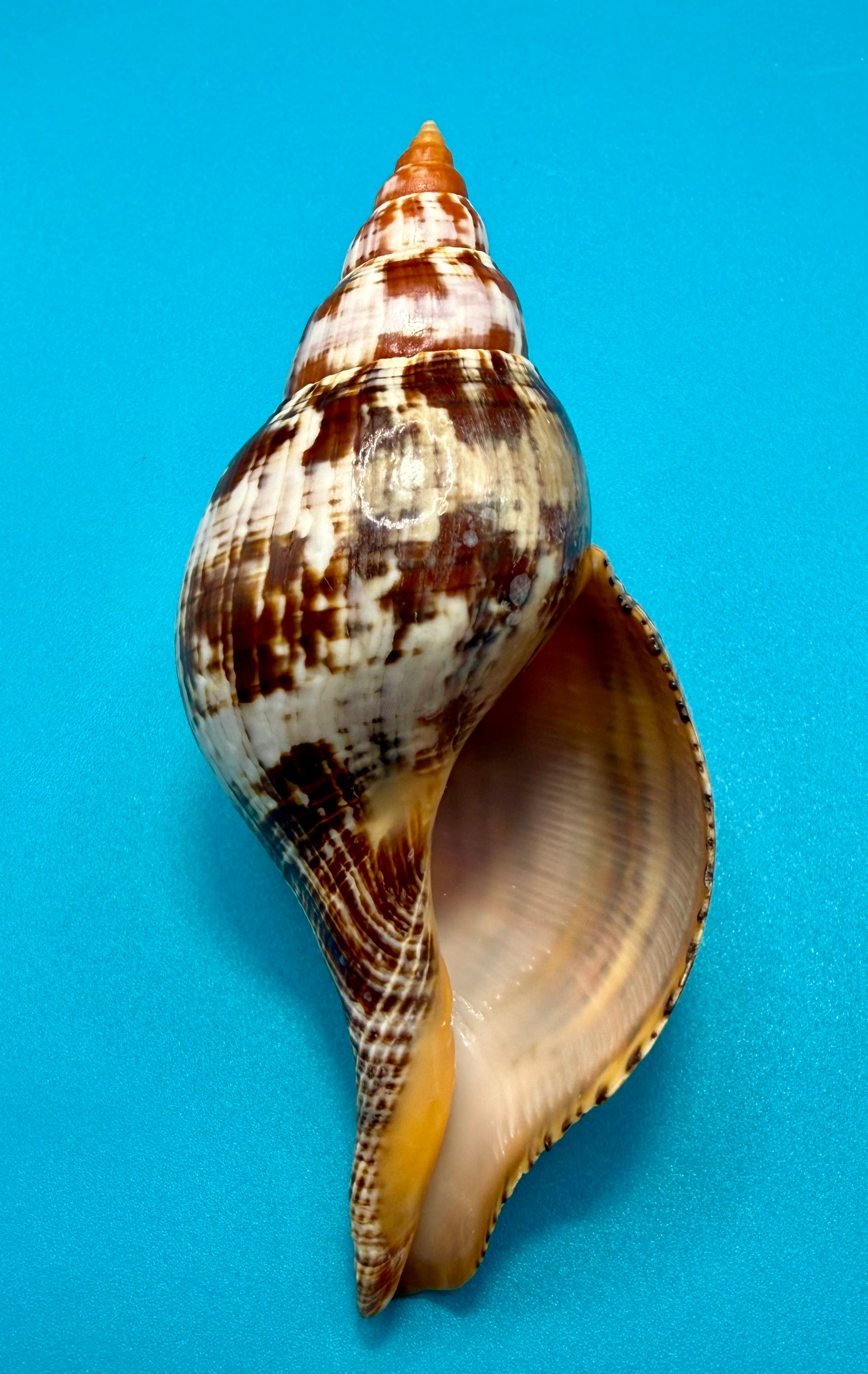 Fasciolaria bittneri – Dry Tortugas – 116.9mm