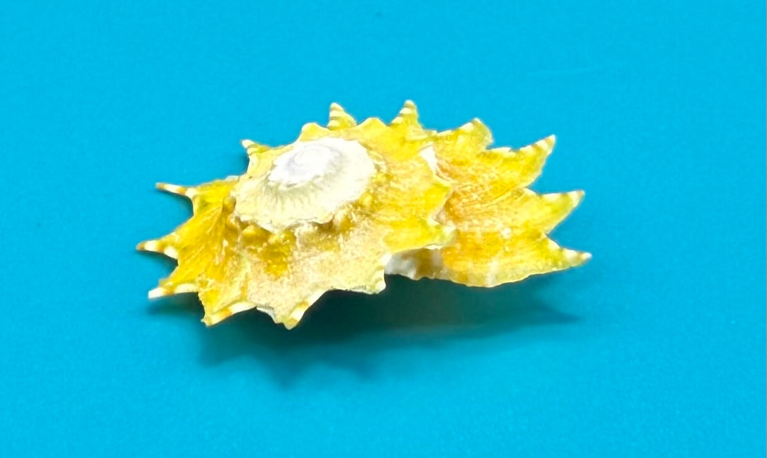 Astralium phoebium 21.9mm – Pulley Ridge – Rivera Coll.