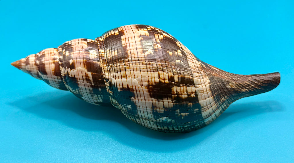 Fasciolaria riverai – Recently described– Dark Form – Dry Tortugas – 209.6mm