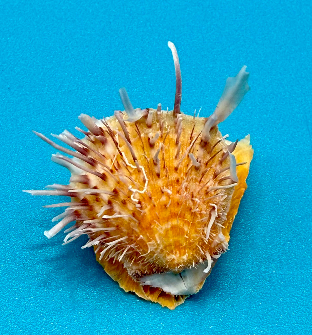 Spondylus americanus – Pulley Ridge – Juvenile – 24.8 mm