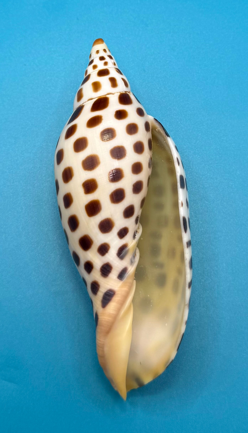 Scaphella mercedesae 116.8mm – Recently Described 2026 – Named for My Mother – Tortuga Terrace – Rivera Coll.