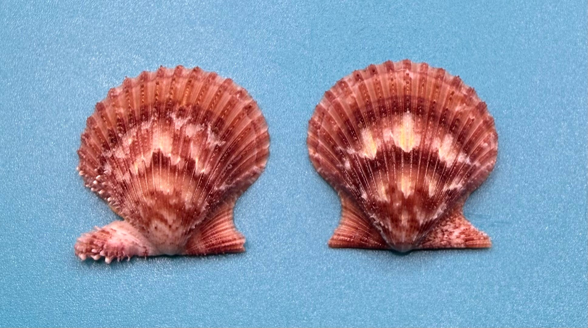 Lindapecten muscosus Pair – 24.6mm – Deep Water Trap Collected – Dry Tortugas – Tortugas Shell Collection