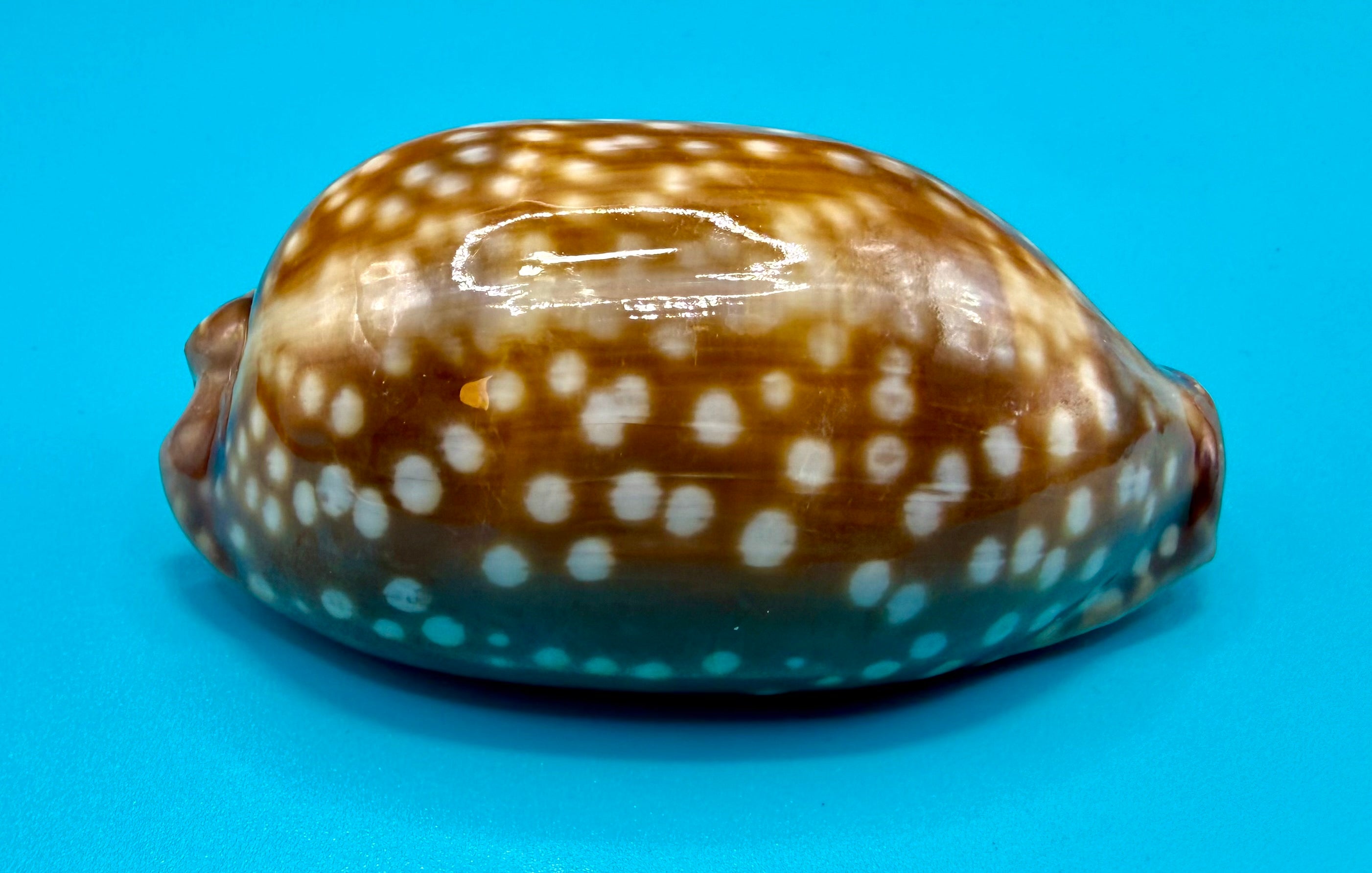 Macrocypraea zebra 81.3mm – Dry Tortugas – Rivera Coll.