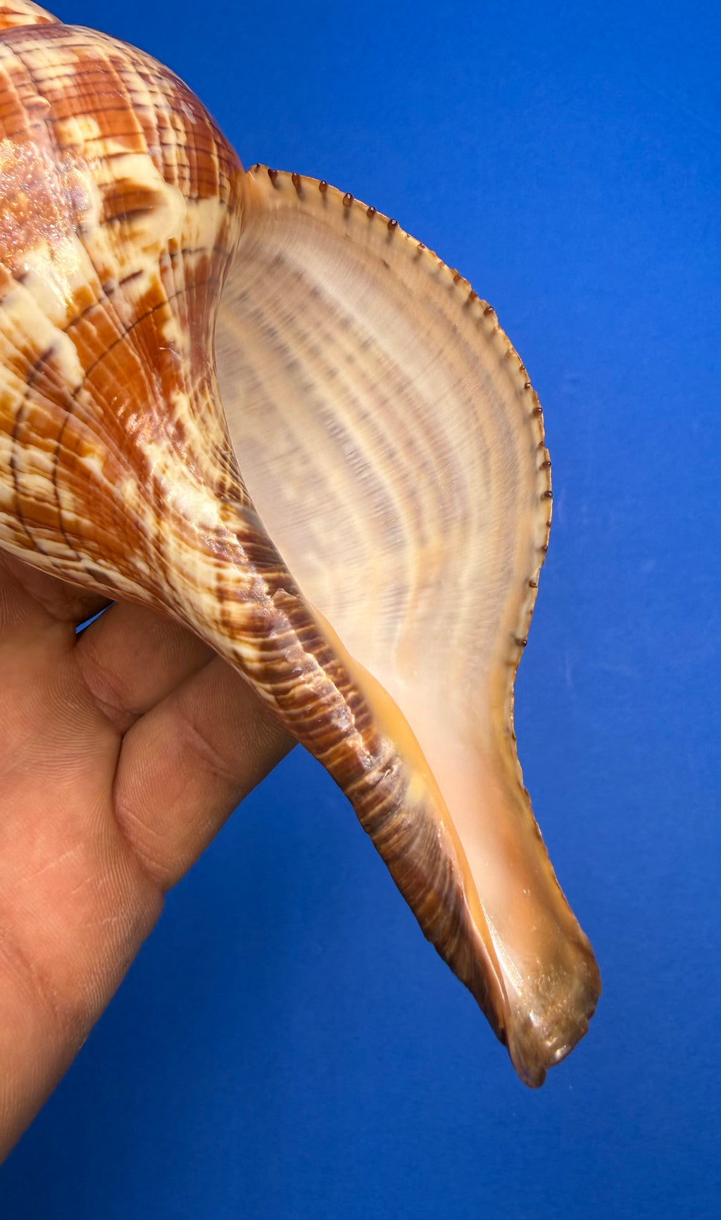 Fasciolaria tulipa – True Tulip – Dry Tortugas FL – 171mm – w/ Operculum