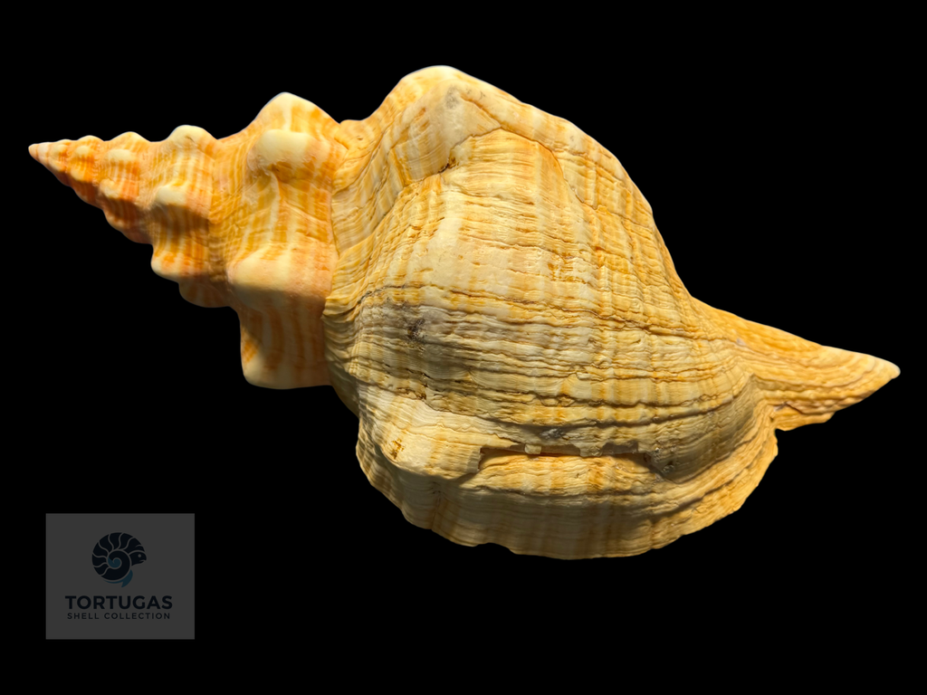Triplofusus giganteus – Horse Conch – 17.48” (444 mm) – Operculum Included