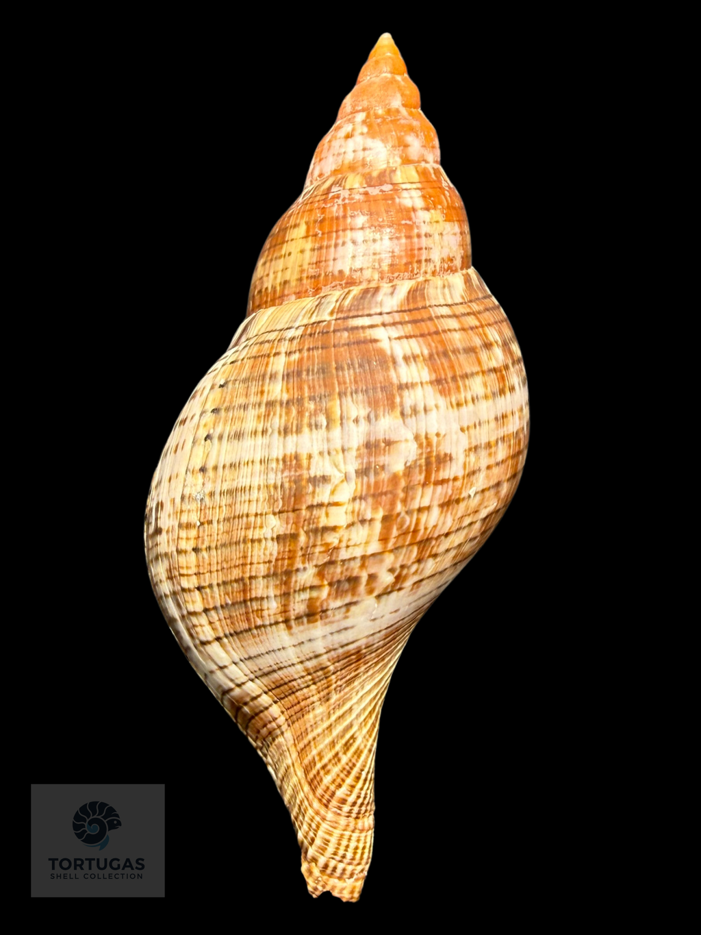 Fasciolaria bittneri Petuch & Berschauer, 2023 – 128.4 mm – Dry Tortugas