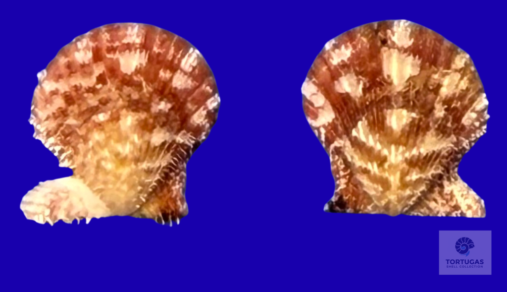 Lindapecten muscosus – Matched Pair – Dry Tortugas – 14.7mm