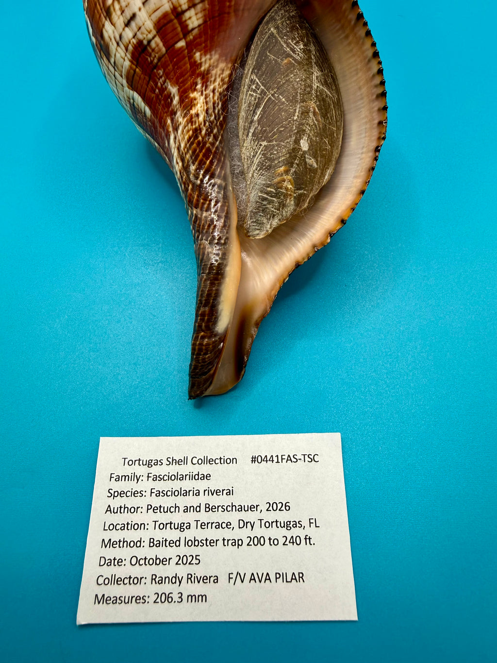 Fasciolaria riverai 206.3mm – Recently Described 2026 – Named After the Collector – Tortuga Terrace – Rivera Provenance