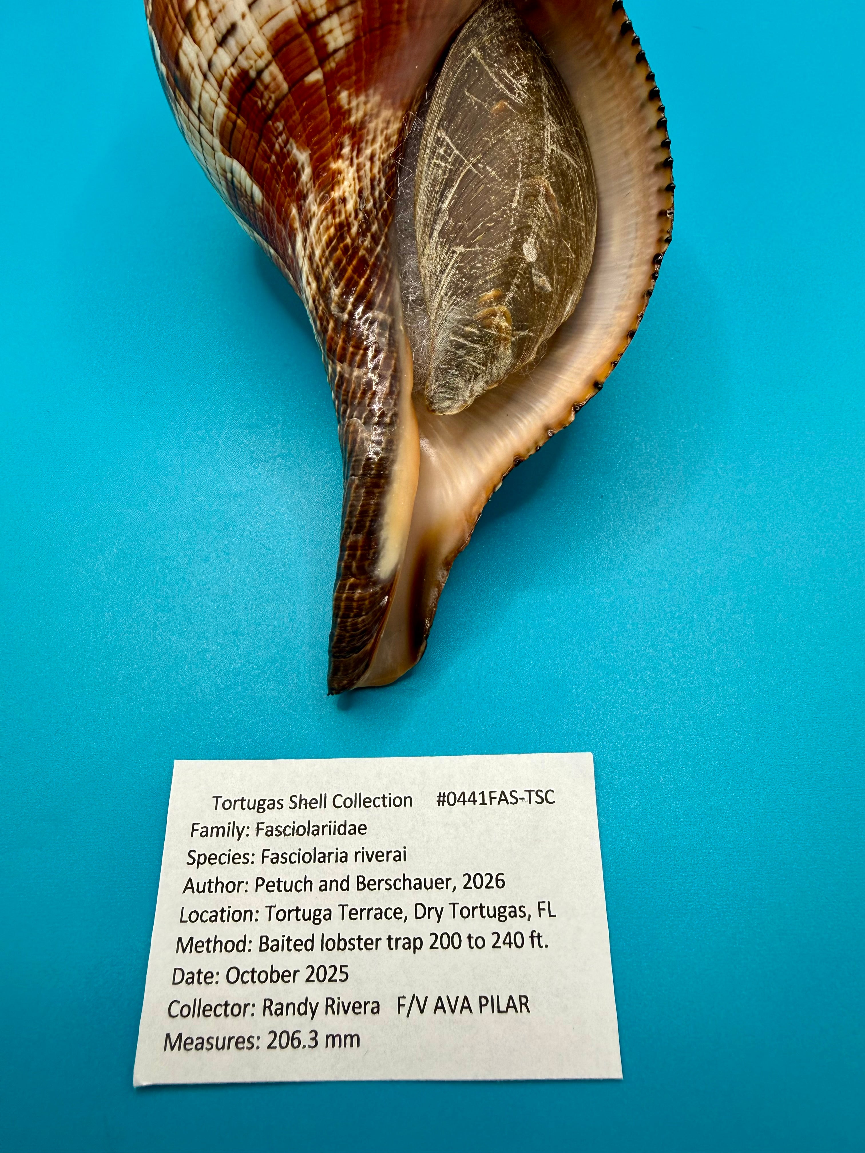 Fasciolaria riverai 206.3mm – Recently Described 2026 – Named After the Collector – Tortuga Terrace – Rivera Provenance