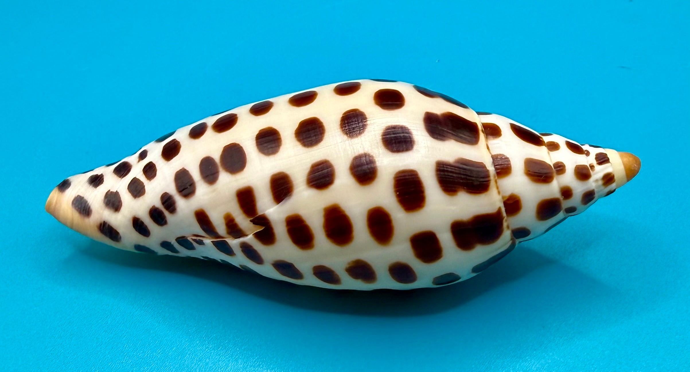 Scaphella junonia 114.8mm – Dry Tortugas Trap Collected – Tortugas Shell Collection