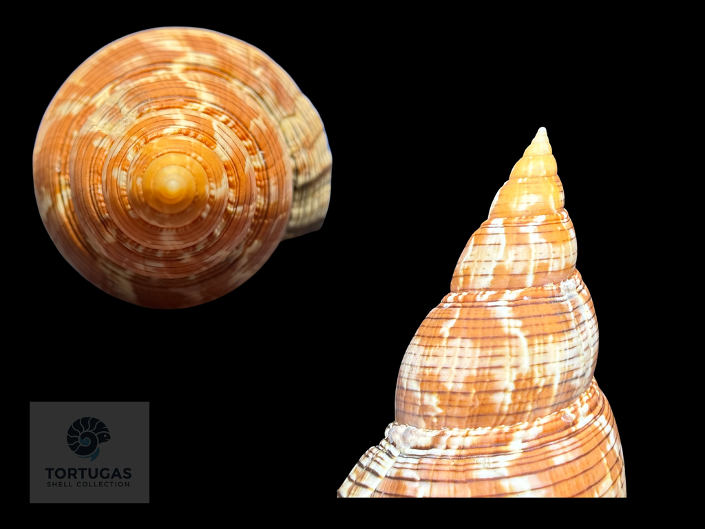 Fasciolaria riverai Petuch & Berschauer, 2026 Orange Form