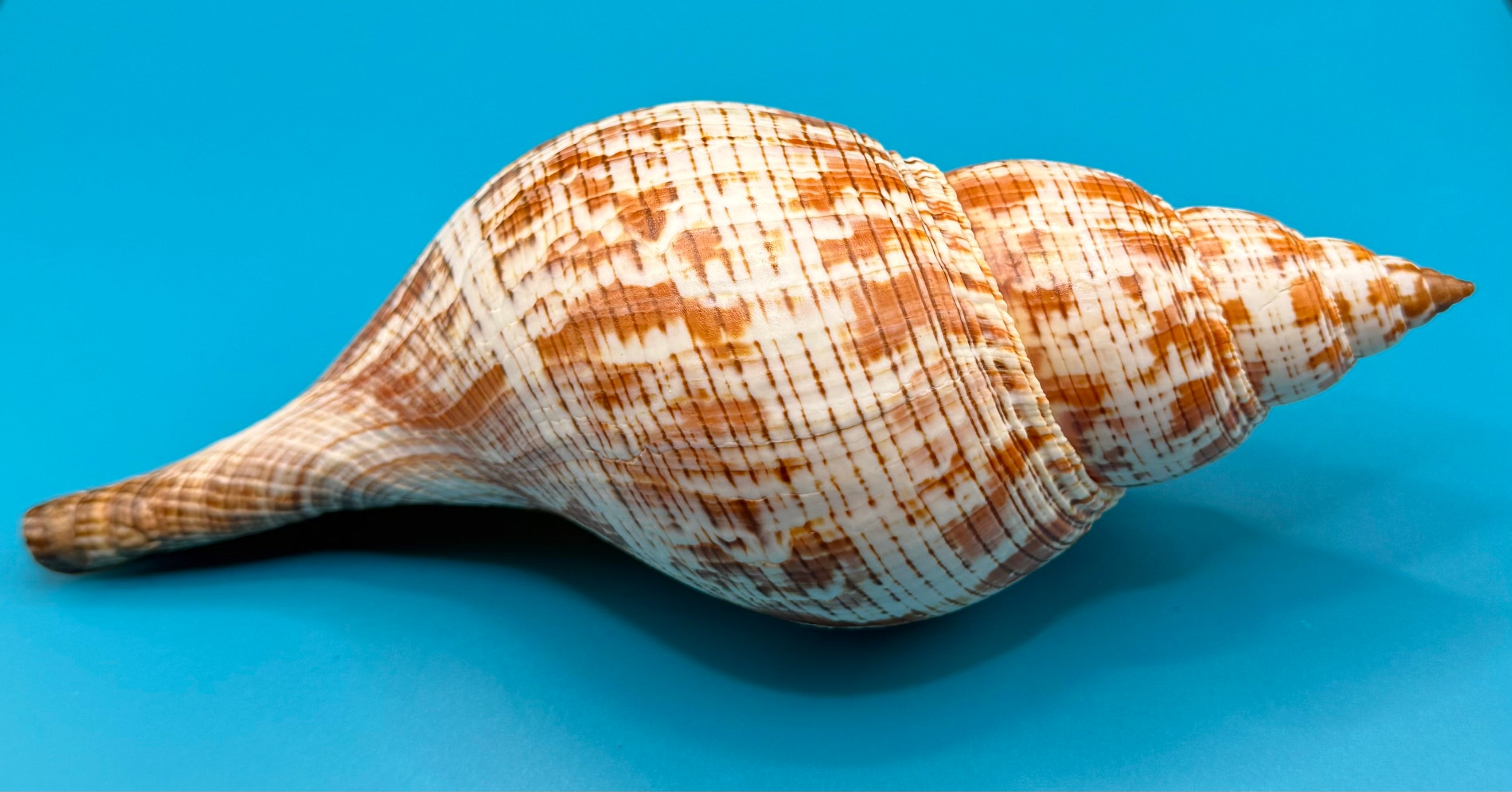 Fasciolaria tulipa 219mm – Giant Tulip – Dry Tortugas Trap Collected – TSC Coll