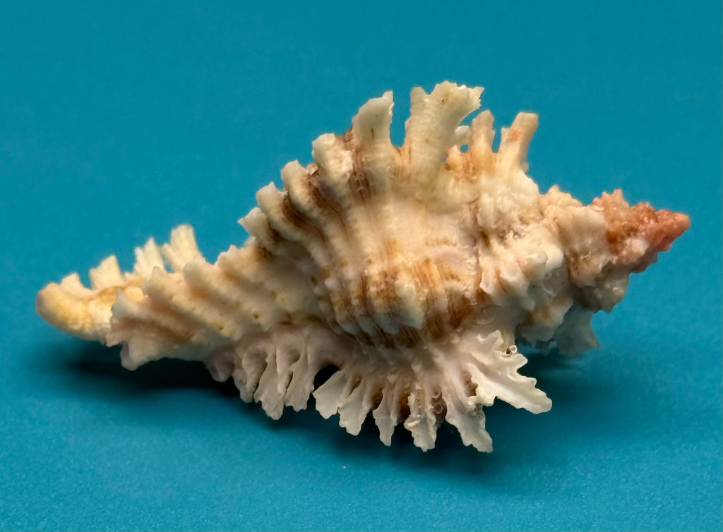 Chicoreus riverai – Dry Tortugas – 51.2mm – Pink Apex – F++ w/o
