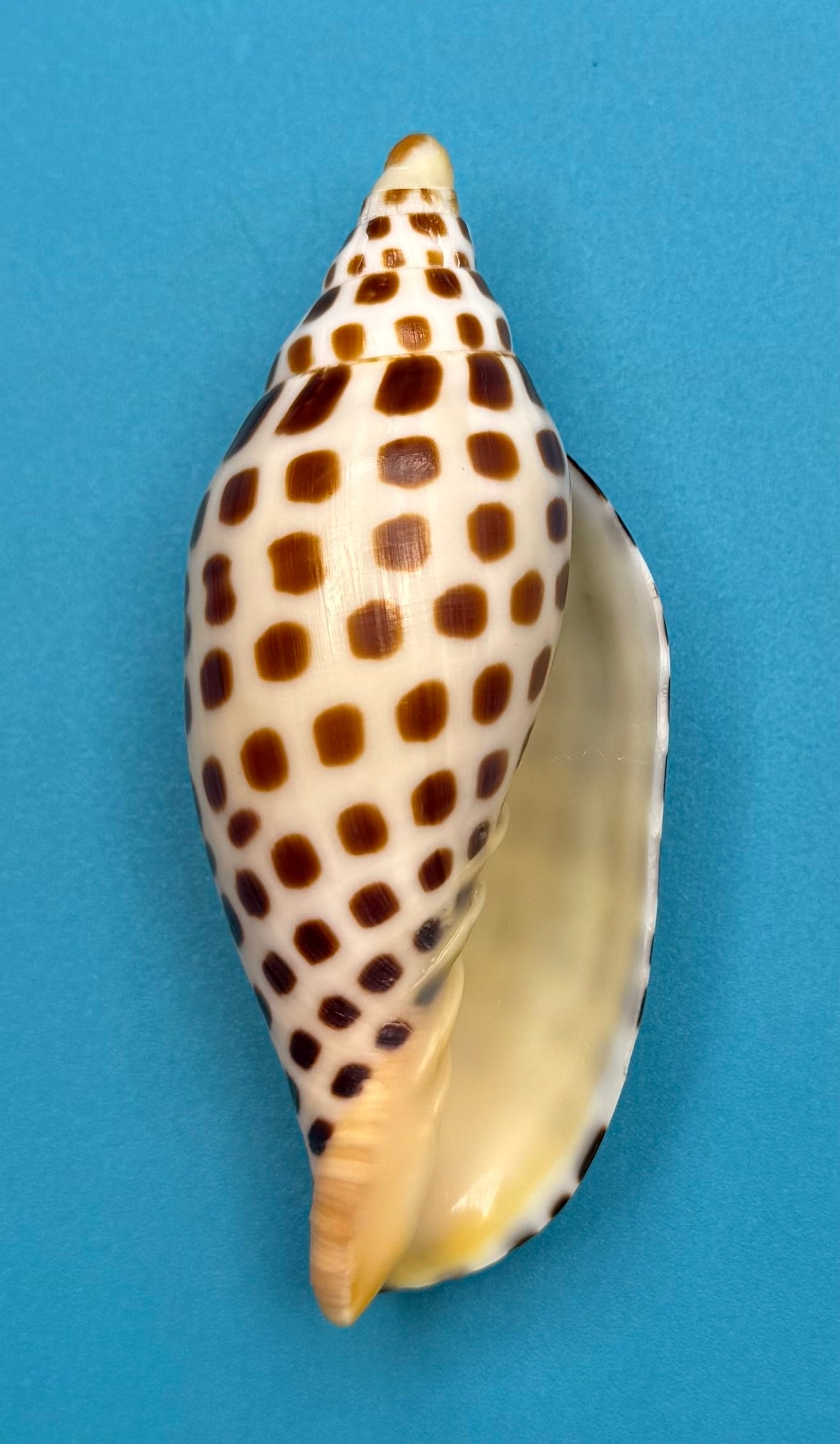 Scaphella mercedesae– Recently described – Dry Tortugas – 92.1 mm