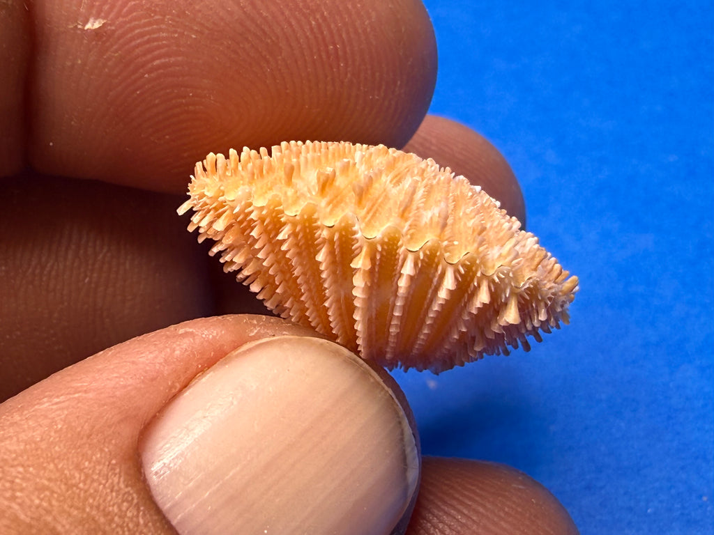 Lindapecten muscosus – Spiny Scallop Matched Pair – Pulley Ridge – 25.4mm