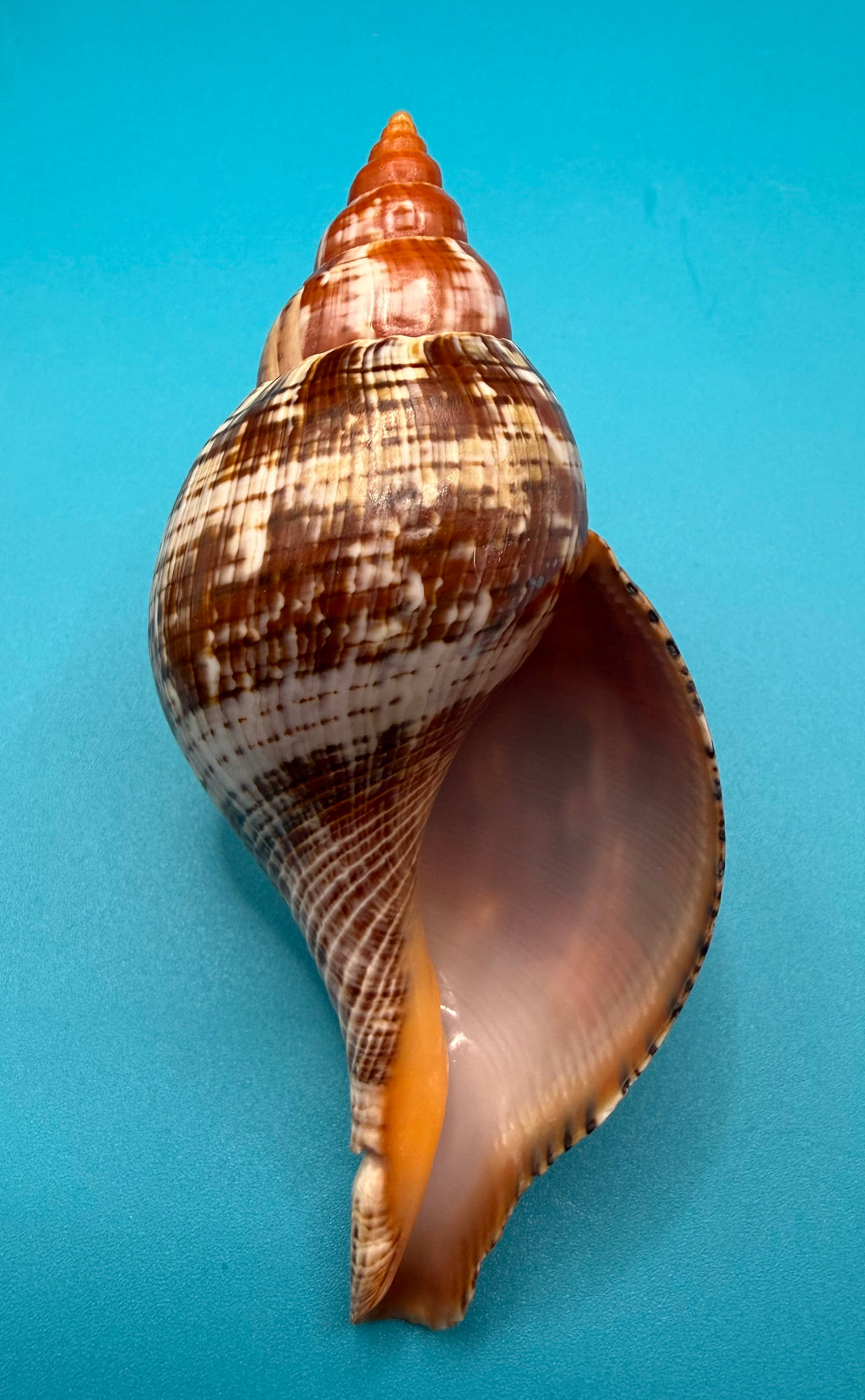 Fasciolaria bittneri – Dry Tortugas – 113.5mm