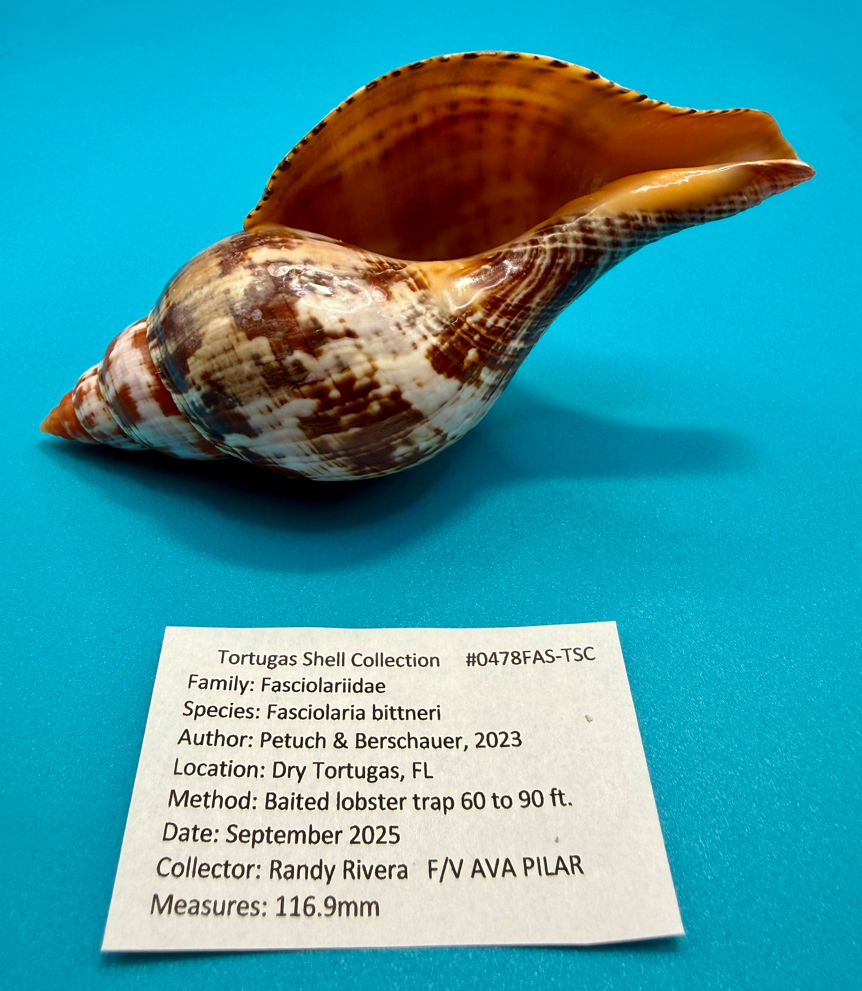 Fasciolaria bittneri – Dry Tortugas – 116.9mm