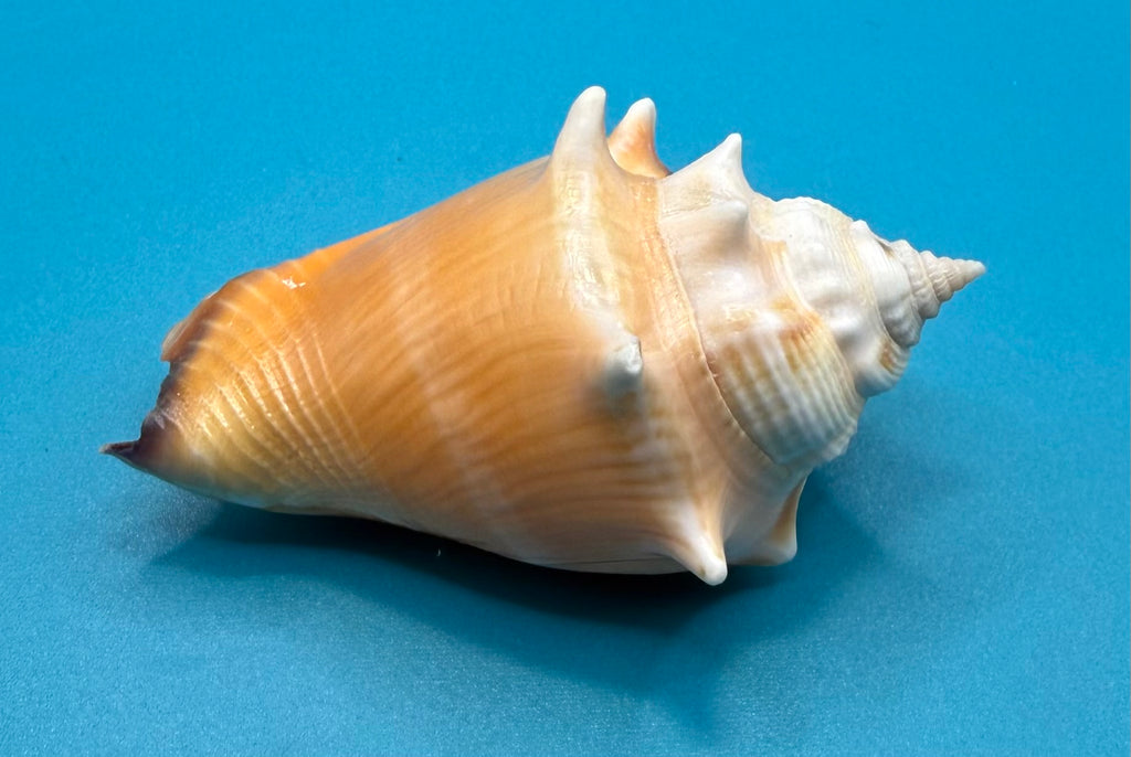 Strombus pugilis 75.8mm – Dry Tortugas Trap Collected – Rivera Collection