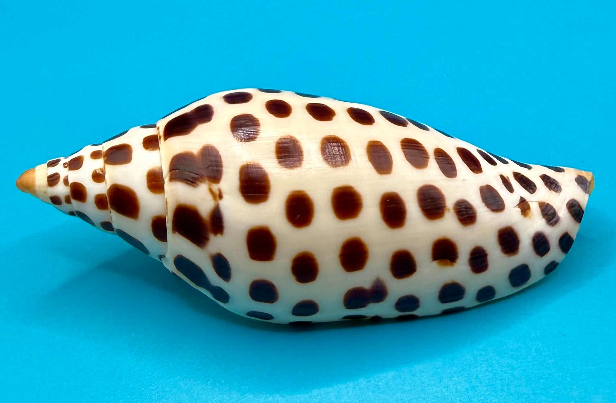 Scaphella junonia 114.8mm – Dry Tortugas Trap Collected – Tortugas Shell Collection