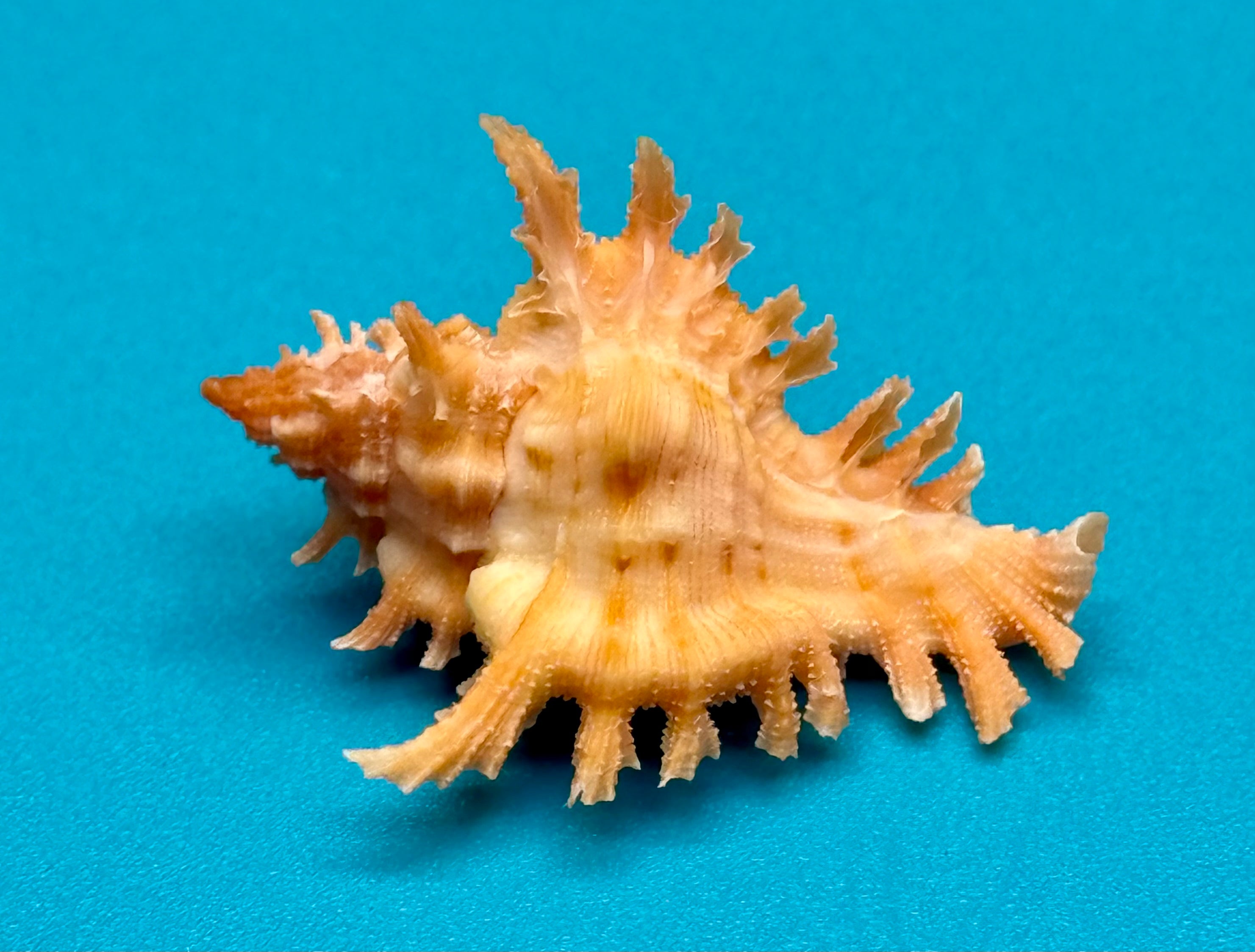 Chicoreus rachelcarsonae – Pulley Ridge – 32.4mm – Rare Orange Form – F+++ w/o