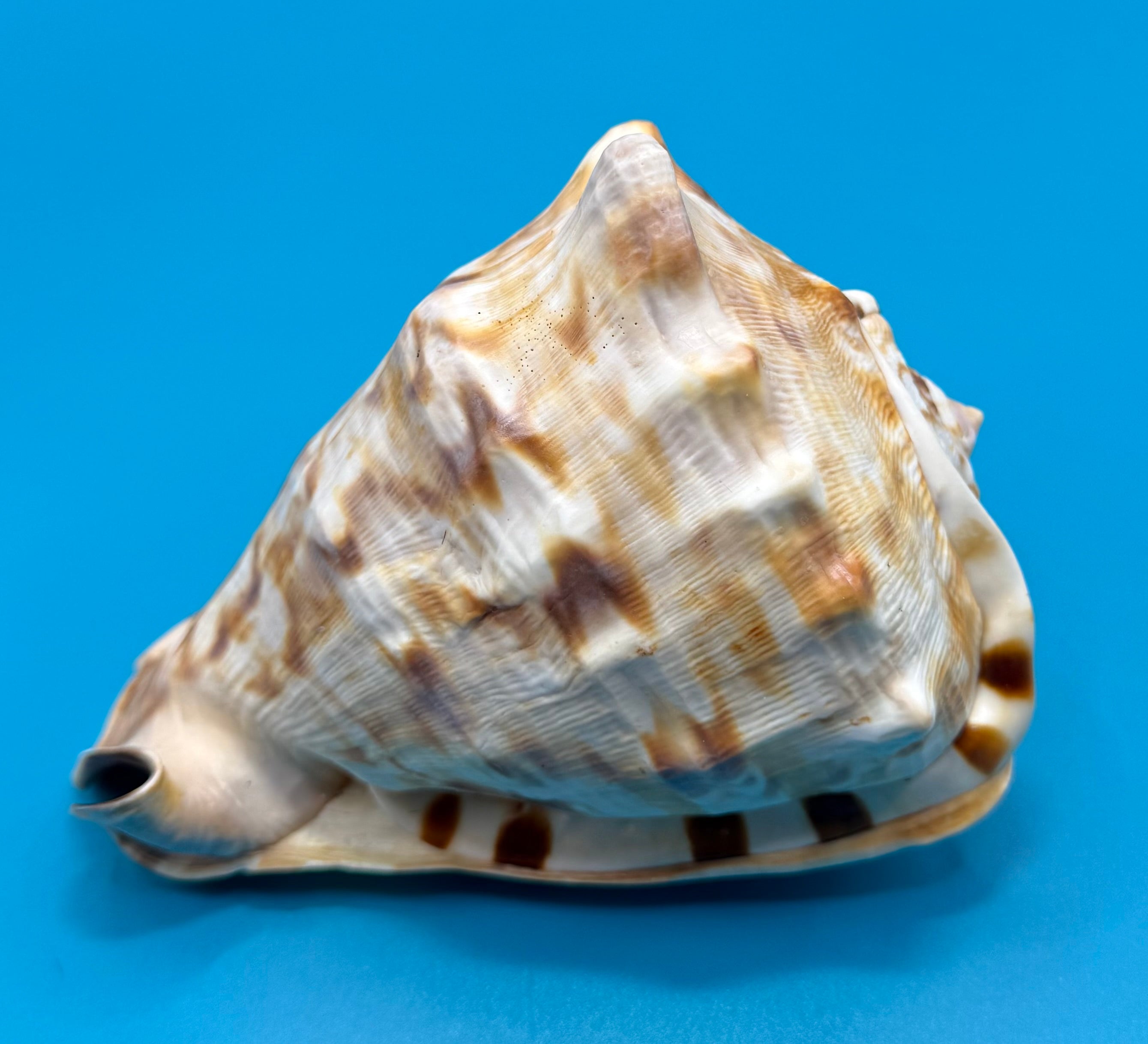 Cassis tuberosa 76.6mm – King Helmet – Dry Tortugas Trap Collected – Rivera Provenance