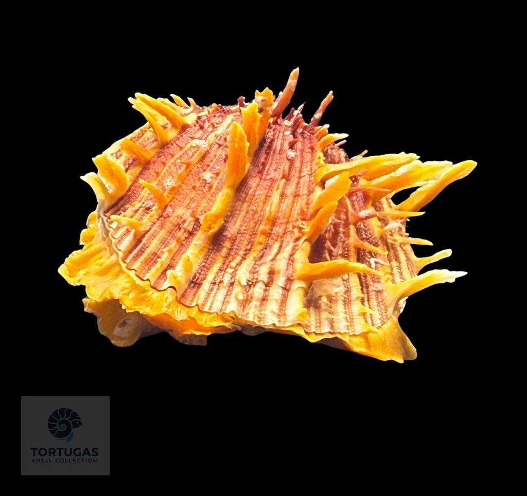 Spondylus tenuis – 67.6 mm – Panama City Beach, FL