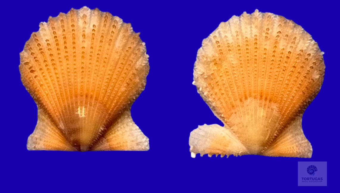 Lindapecten muscosus Matched Pair Dry Tortugas 17.2mm Deepwater