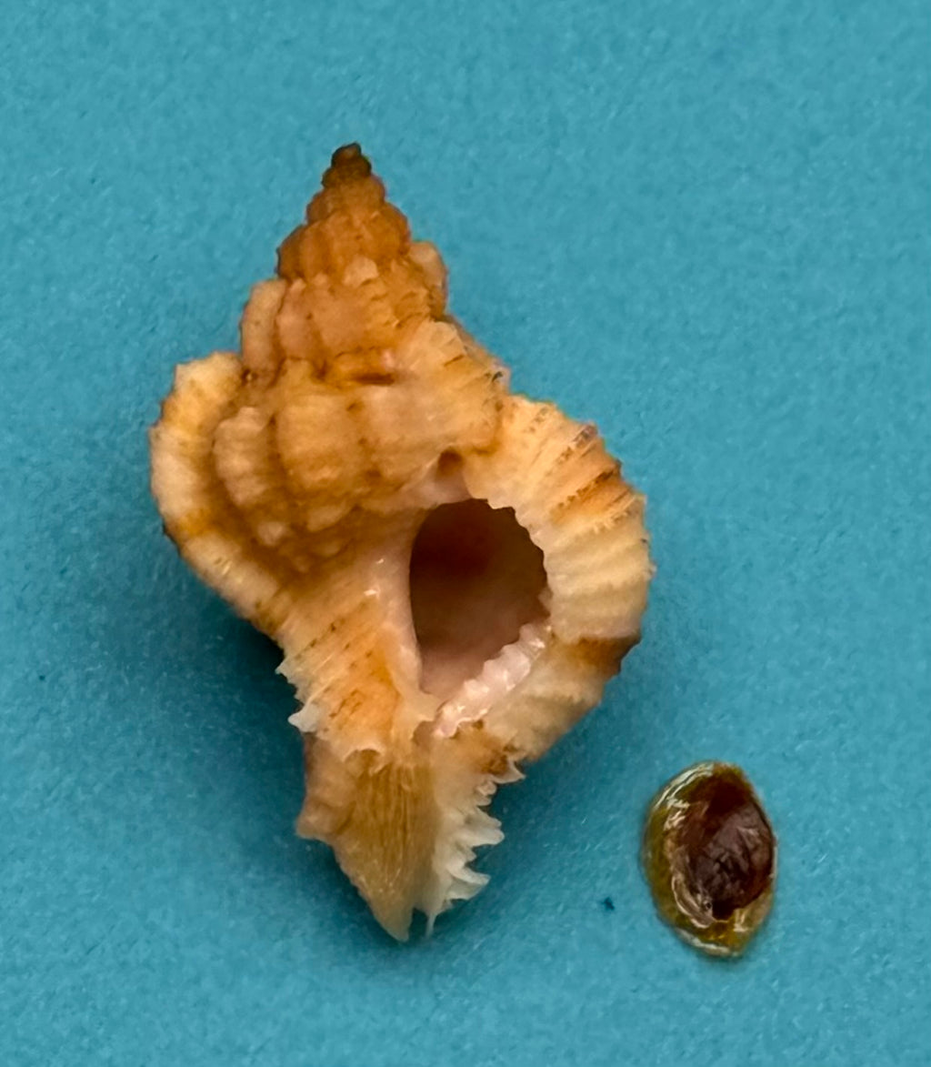 Phyllonotus whymani – Pulley Ridge Form – Dry Tortugas – 30.4 mm