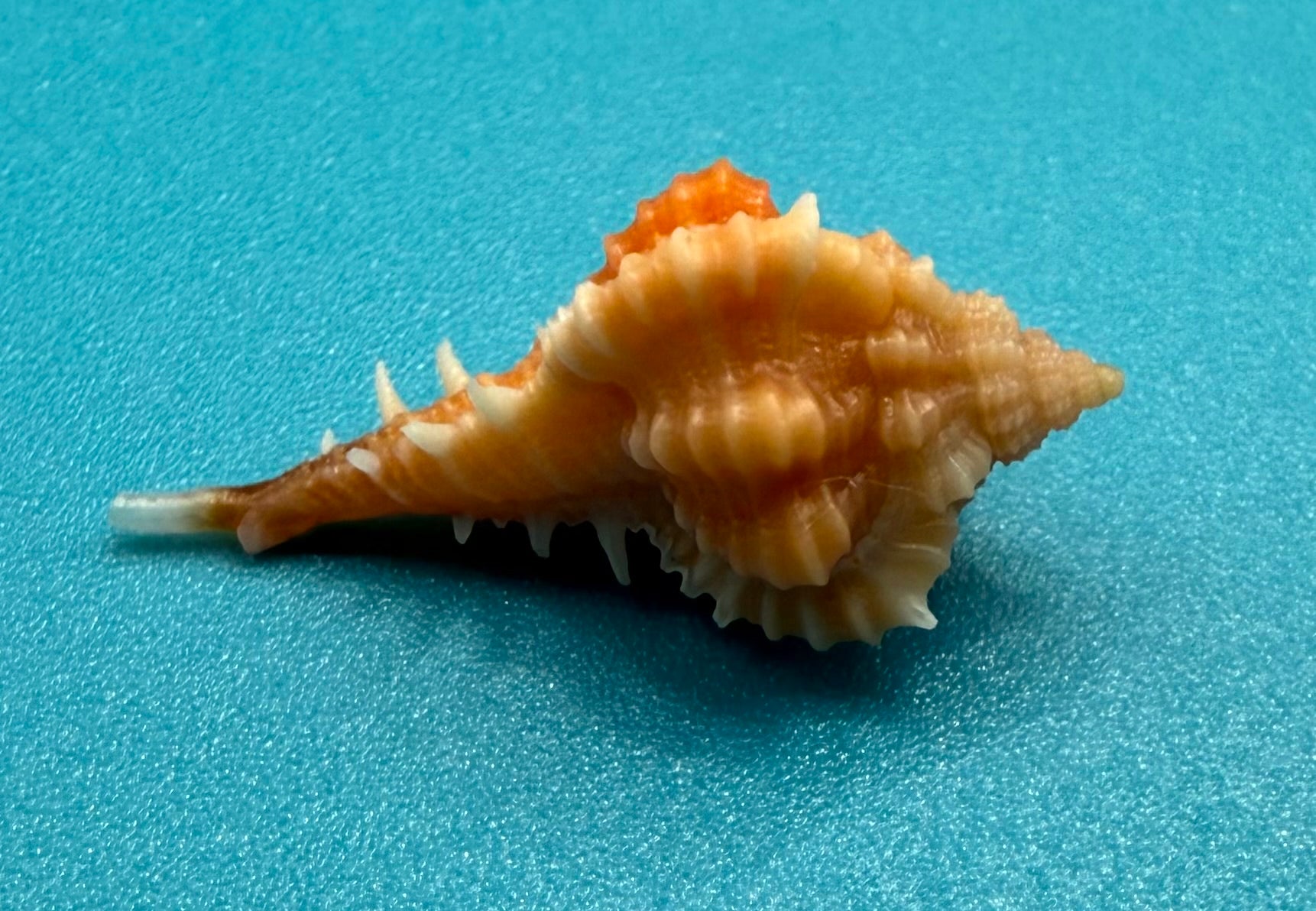 Vokesimurex ribidus – Dry Tortugas – 24.9mm