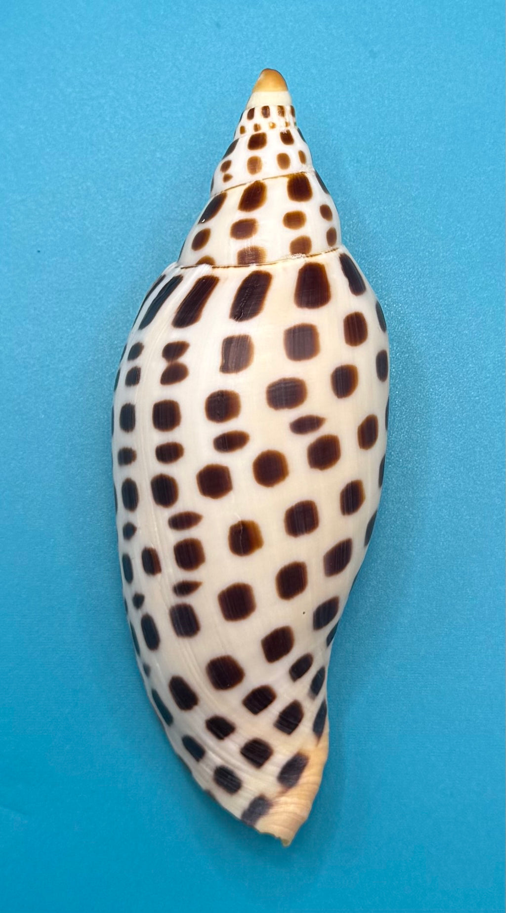 Scaphella mercedesae 116.8mm – Recently Described 2026 – Named for My Mother – Tortuga Terrace – Rivera Coll.