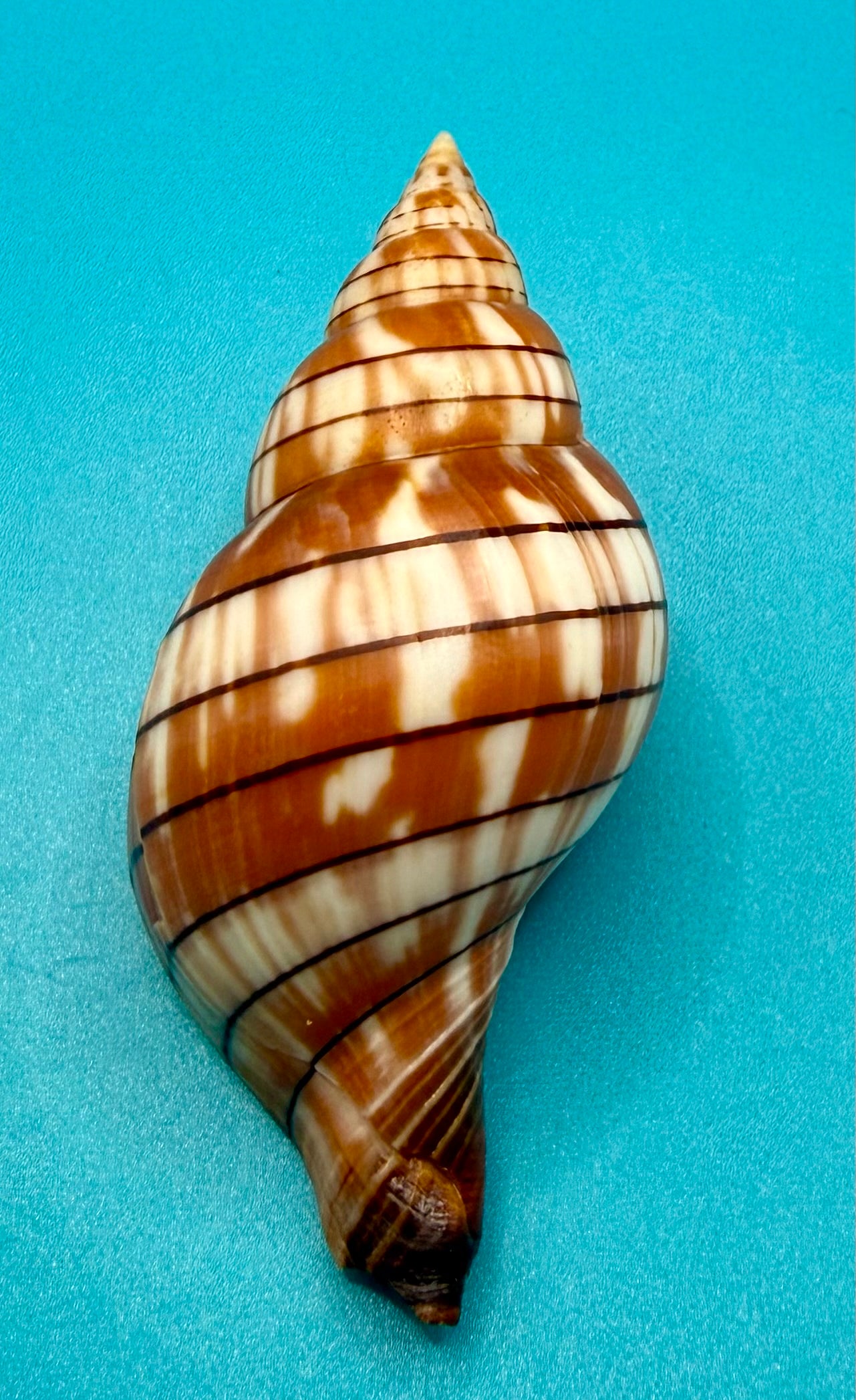Cinctura tortugana 81.8mm – Dry Tortugas Trap Collected – Tortugas Shell Collection