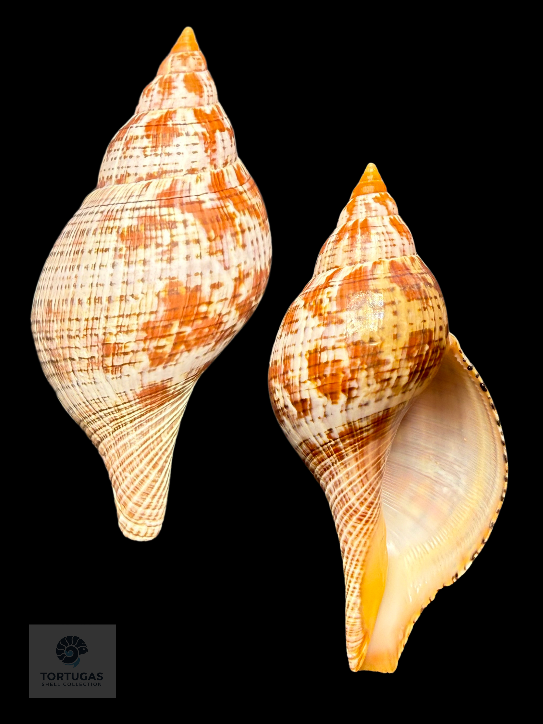 Fasciolaria bittneri Petuch & Berschauer, 2023 – 116.1 mm