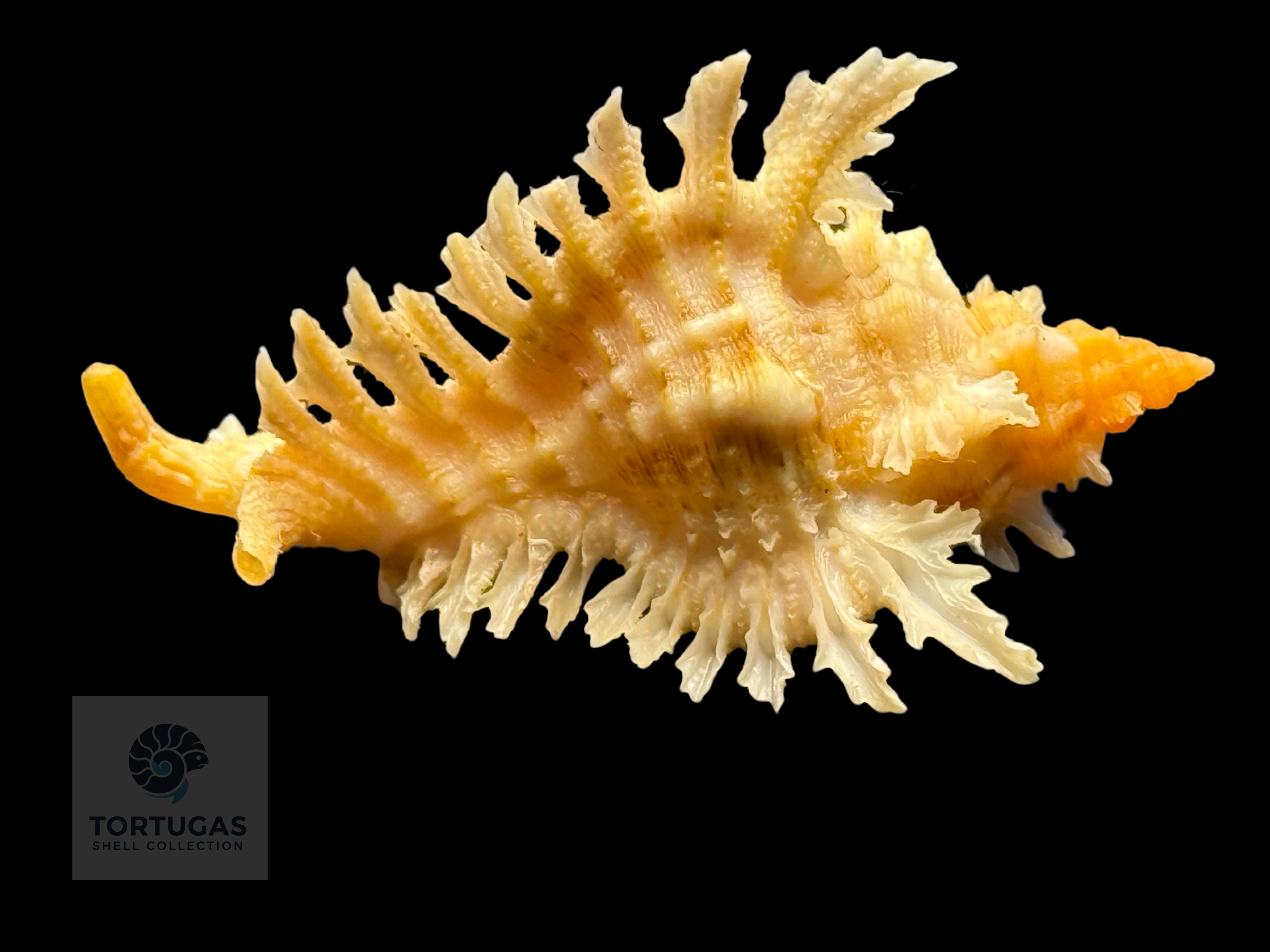 Chicoreus riverai Petuch & Berschauer, 2026 – 44.7mm TSC#0498 w/o