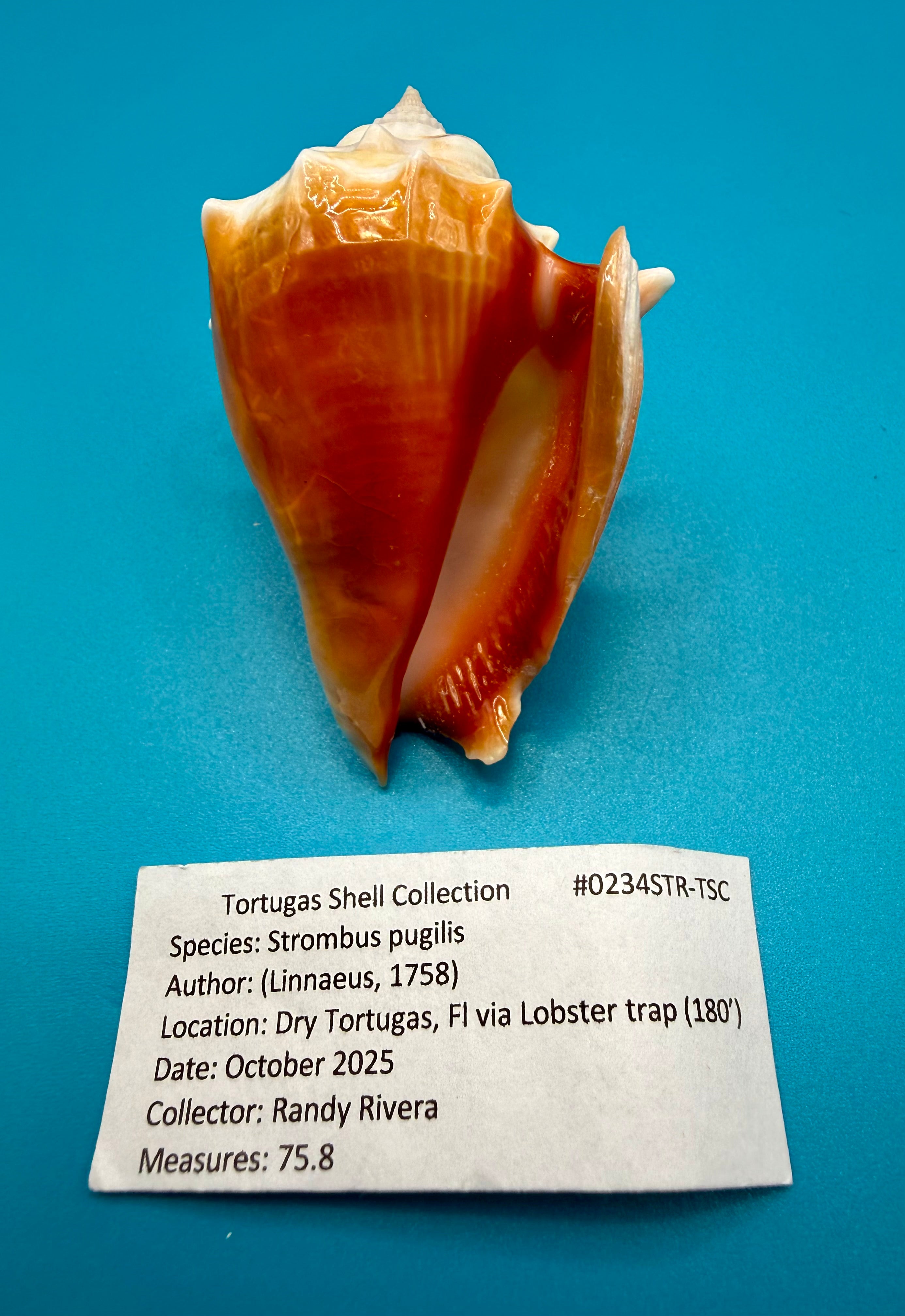 Strombus pugilis 75.8mm – Dry Tortugas Trap Collected – Rivera Collection