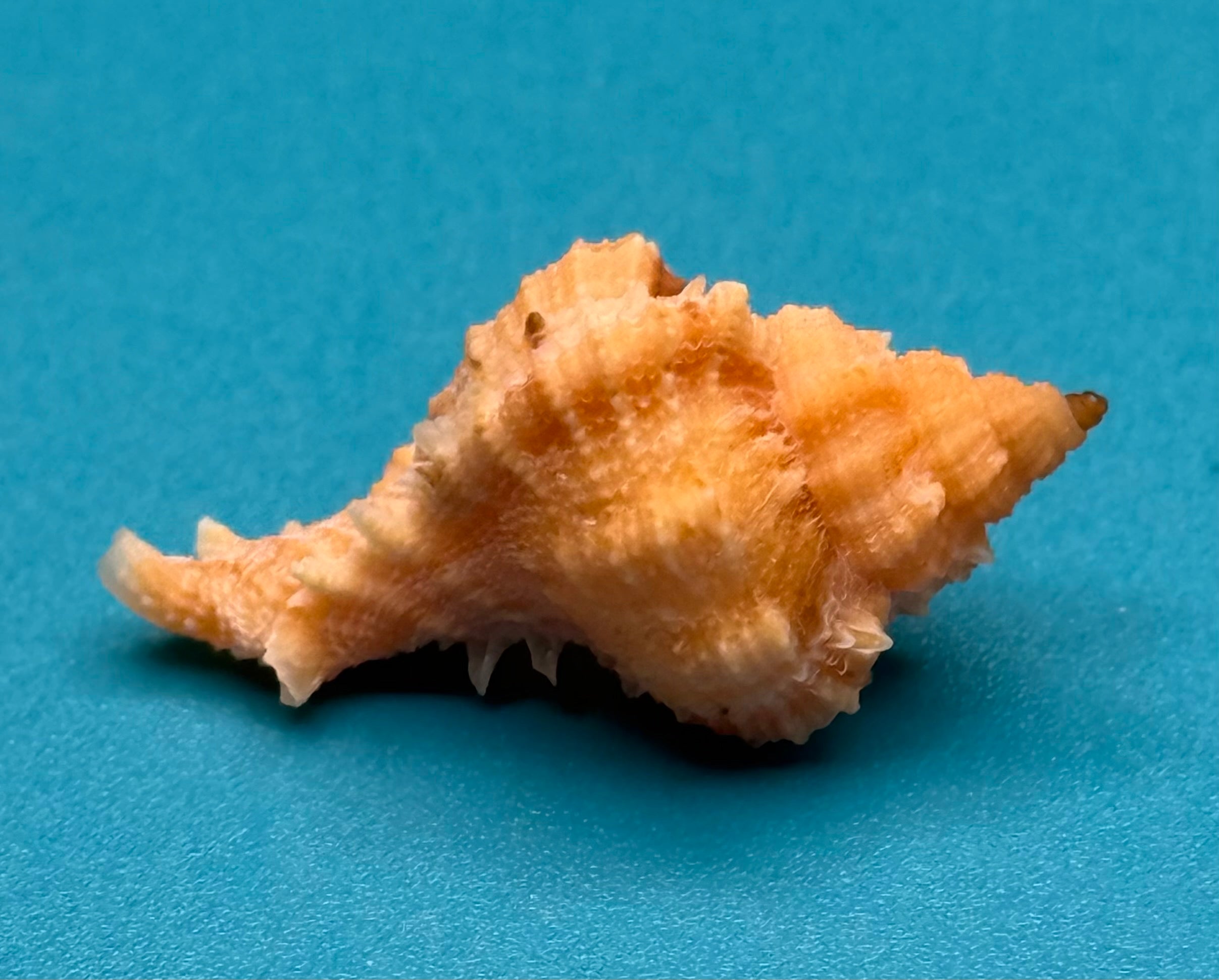 Phyllonotus whymani – Pulley Ridge, Dry Tortugas – 29.4 mm – Rare Deepwater Muricid