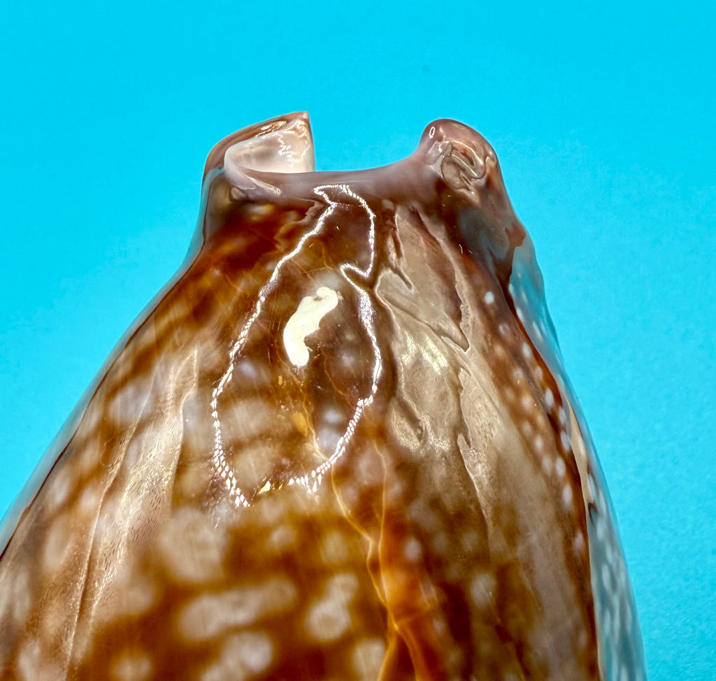 Macrocypraea cervus (Linnaeus, 1771) — 130mm | Dry Tortugas, FL | Tortugas Shell Collection