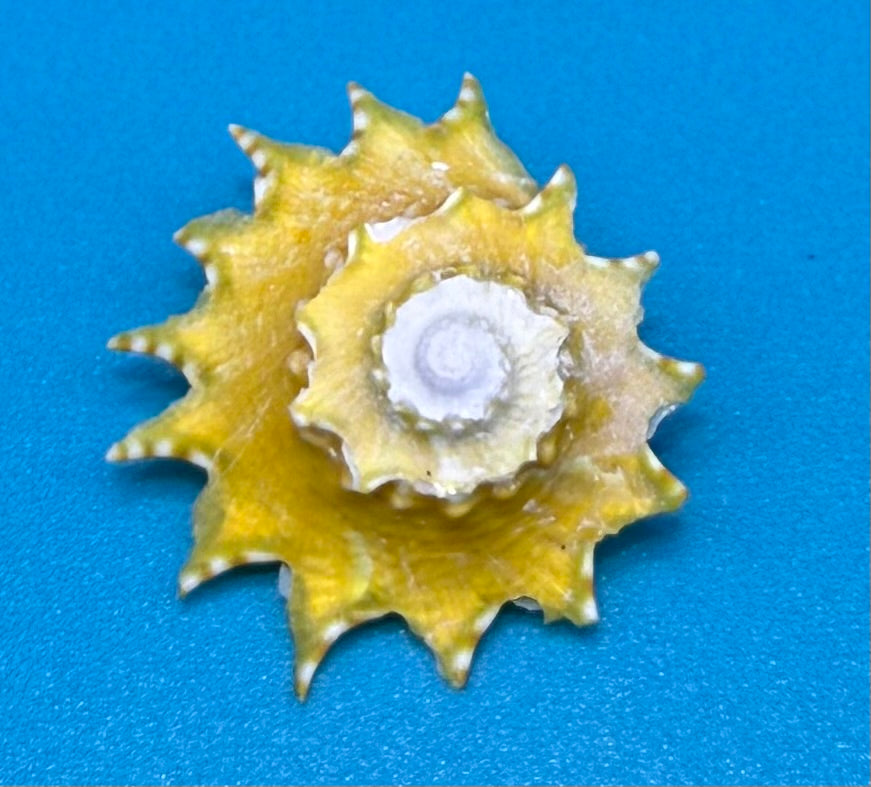 Astralium phoebium 21.9mm – Pulley Ridge – Rivera Coll.