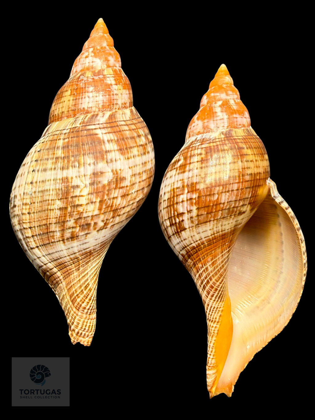 Fasciolaria bittneri Petuch & Berschauer, 2023 – 128.4 mm – Dry Tortugas