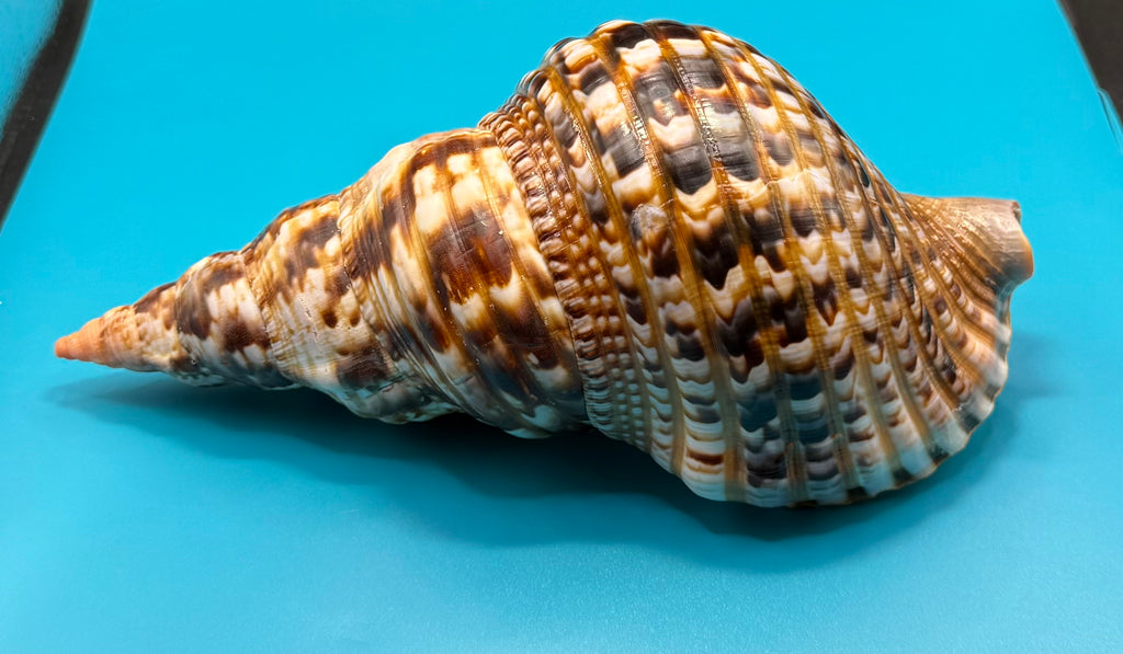 Charonia variegata 266.7mm – Giant Triton – Dry Tortugas – Rivera Coll.