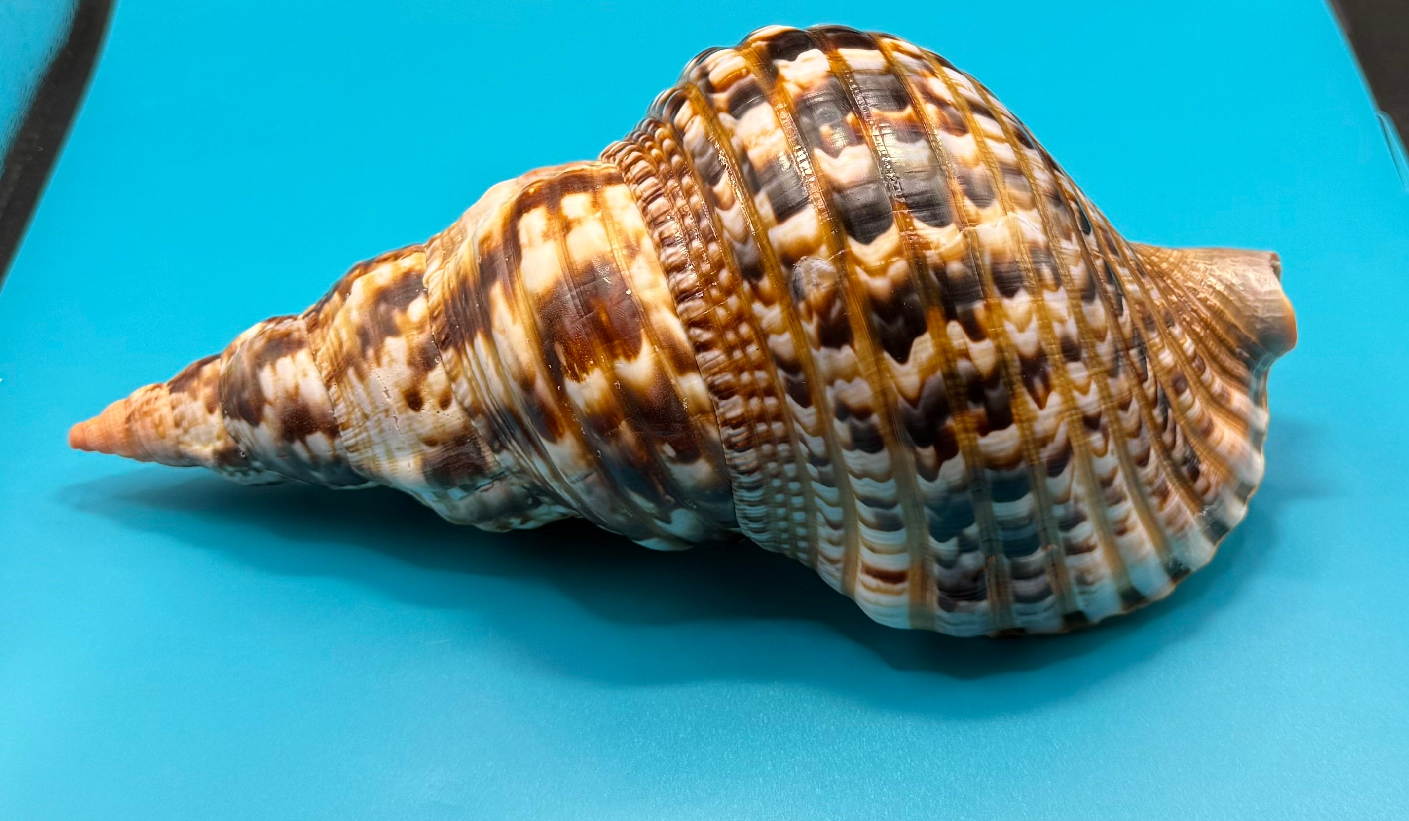 Charonia variegata 266.7mm – Giant Triton – Dry Tortugas – Rivera Coll.