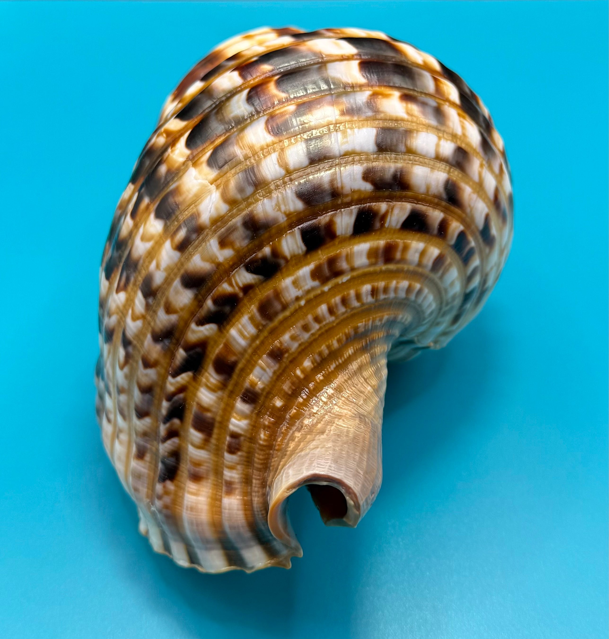 Charonia variegata 266.7mm – Giant Triton – Dry Tortugas – Rivera Coll.