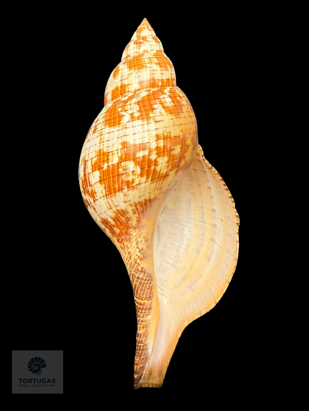 Fasciolaria tulipa (Linnaeus, 1758) – TSC #0749FAS-TSC