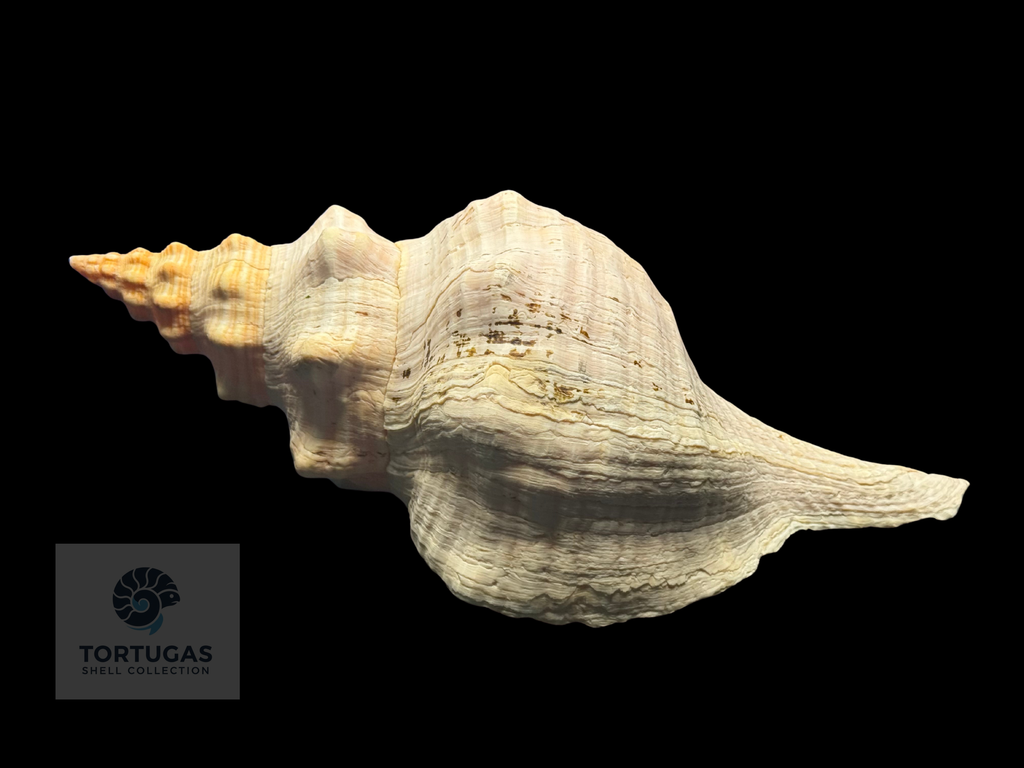 Triplofusus giganteus – Horse Conch – 16.22” (412 mm) – Operculum Included
