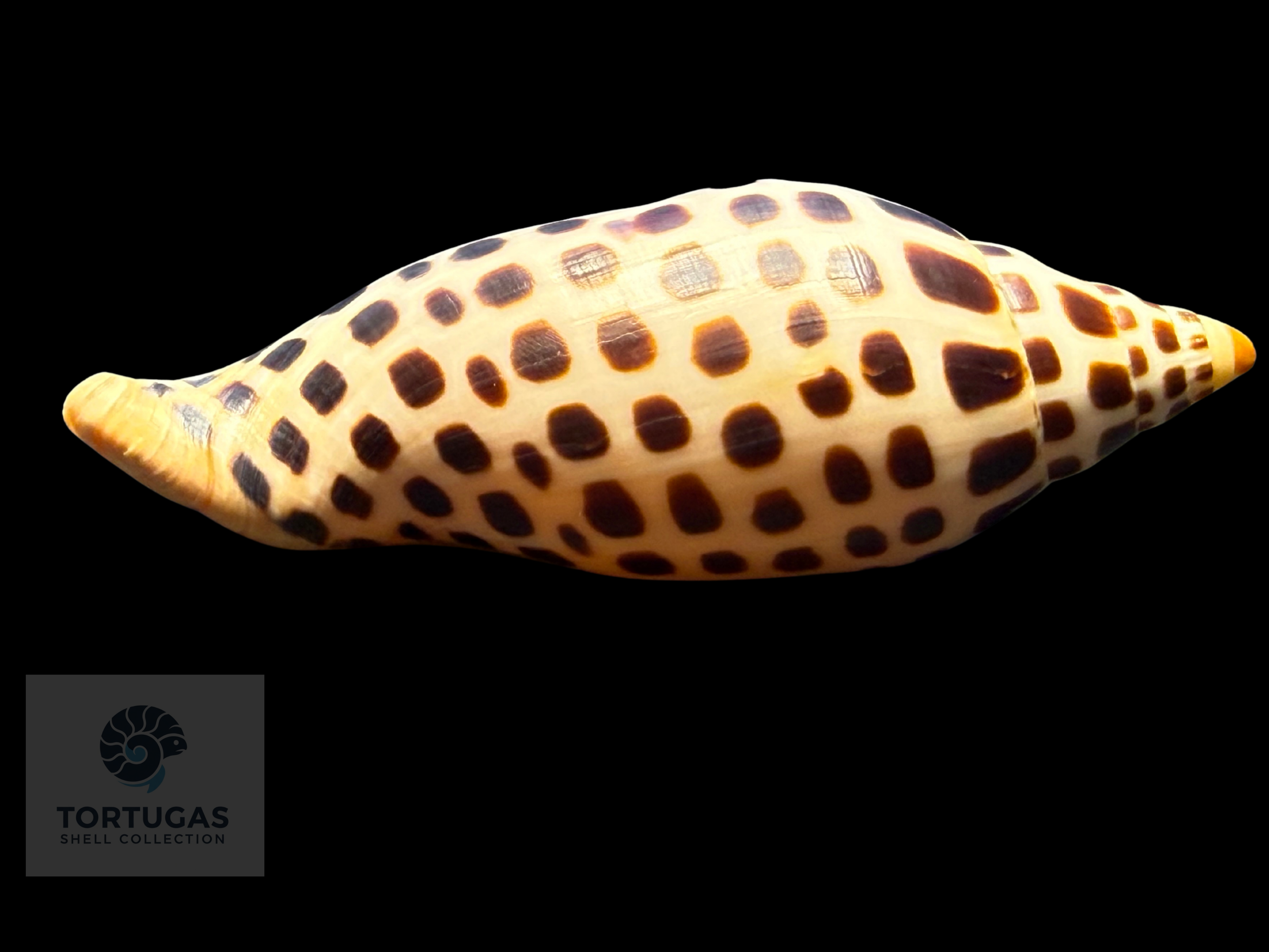 Scaphella elizabethae Petuch & Sargent, 2011 – 104.2 mm