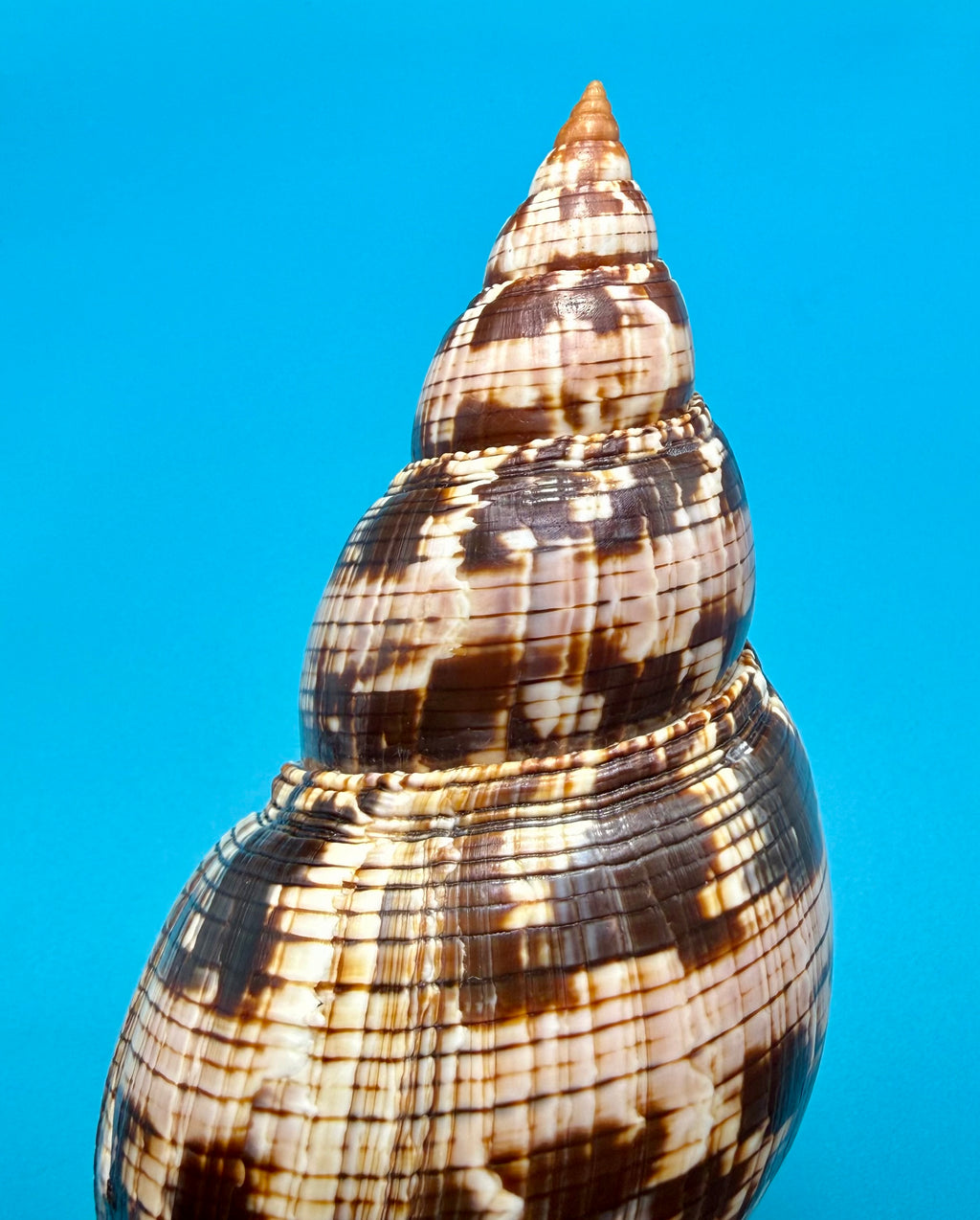 Fasciolaria riverai – Recently described– Dark Form – Dry Tortugas – 209.6mm