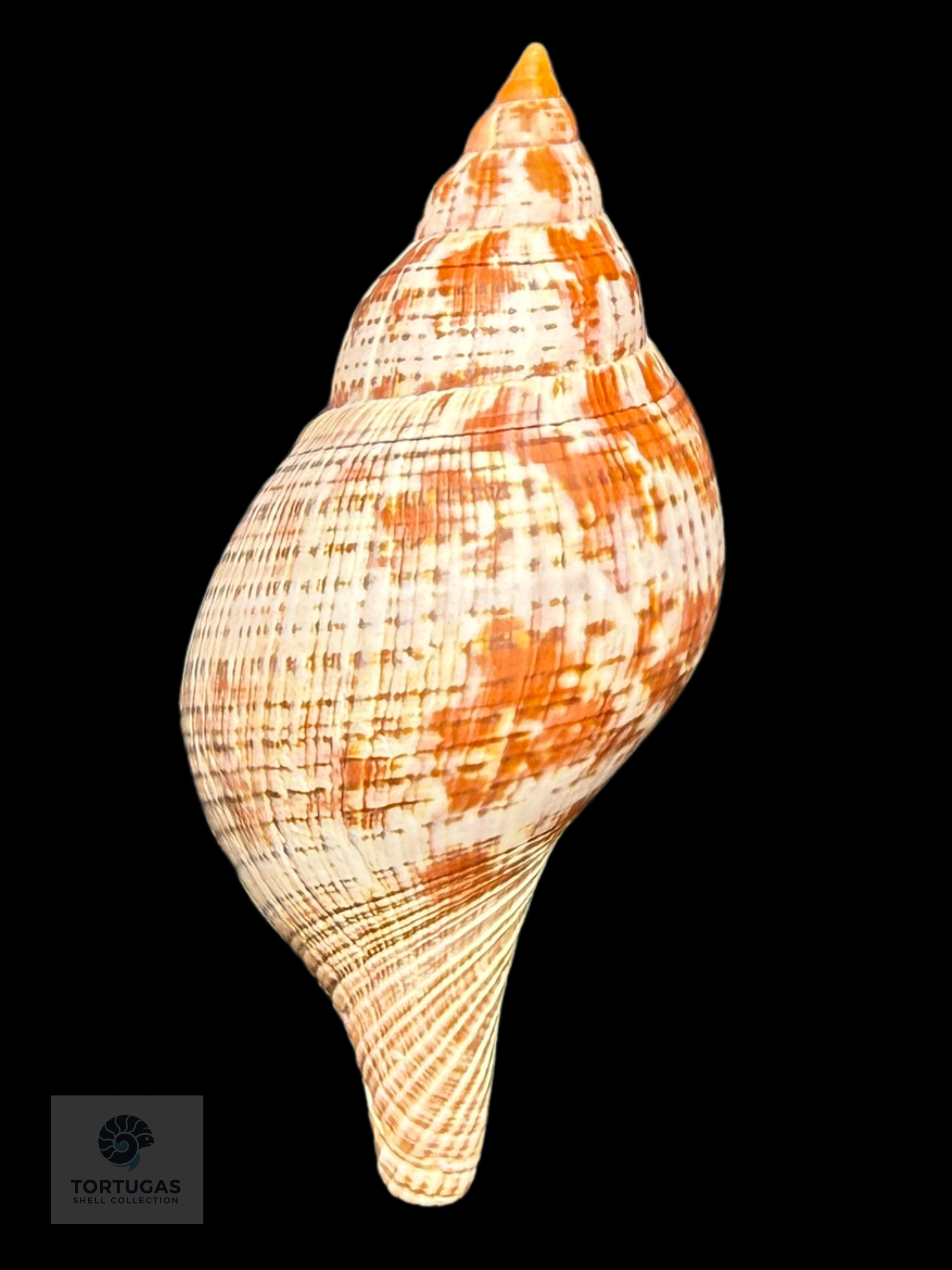 Fasciolaria bittneri Petuch & Berschauer, 2023 – 116.1 mm