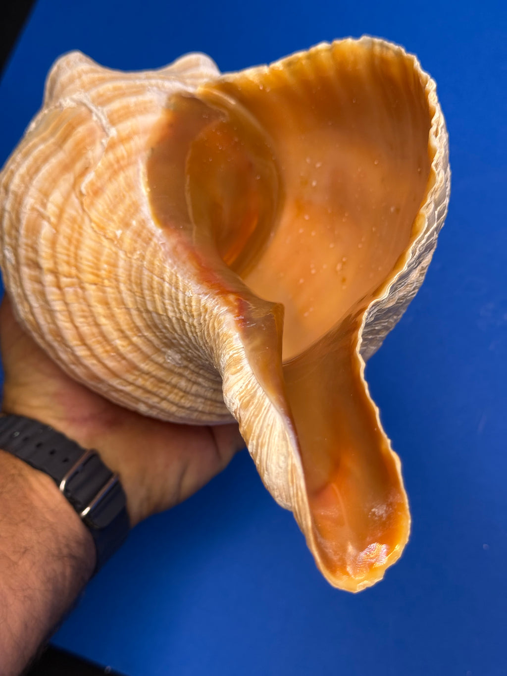 Triplofusus giganteus – Giant Horse Conch – Key West, FL – 419.1 mm – 0646FAS-TSC