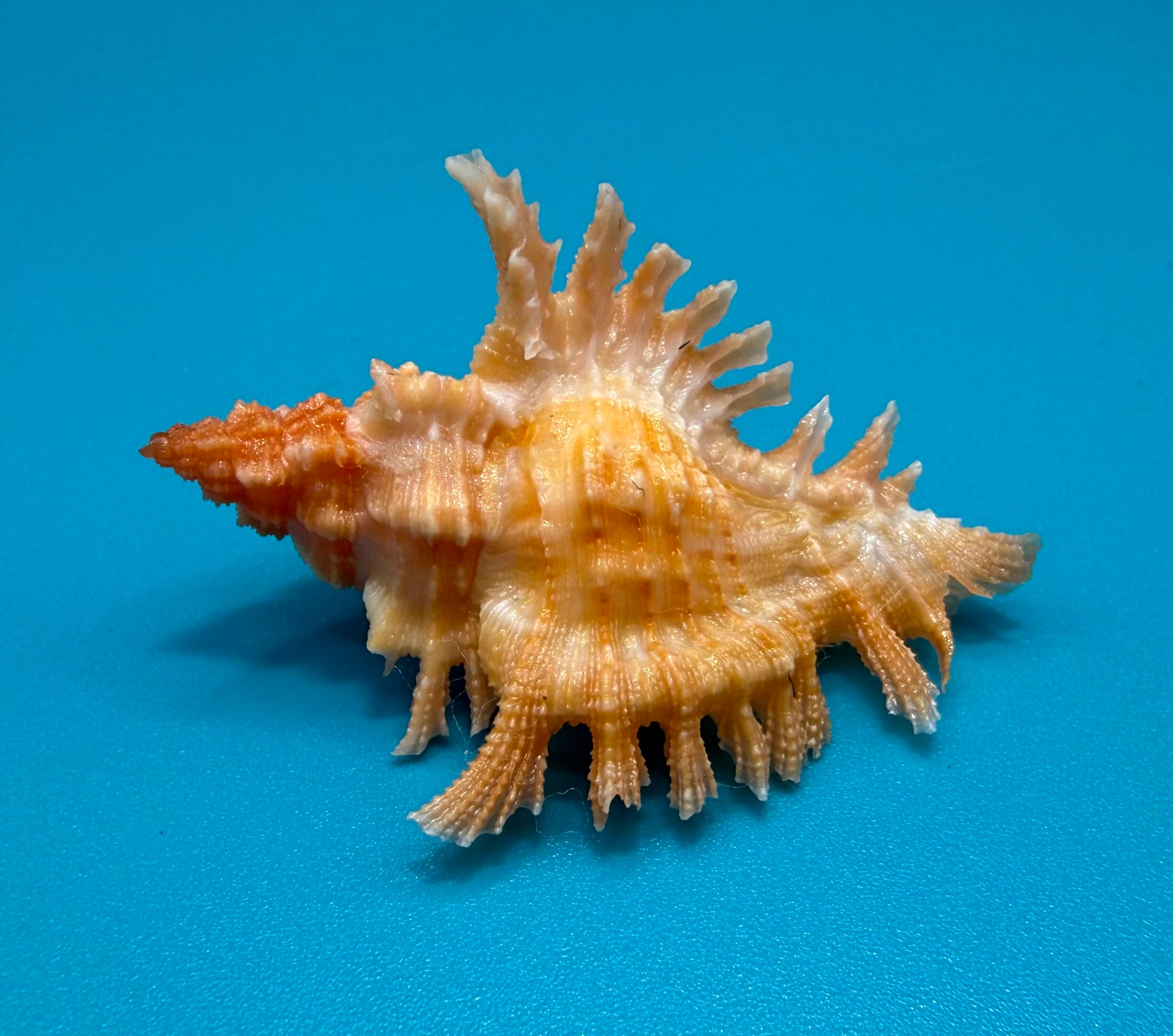 Chicoreus riverai 38.4mm – Pulley Ridge – TSC