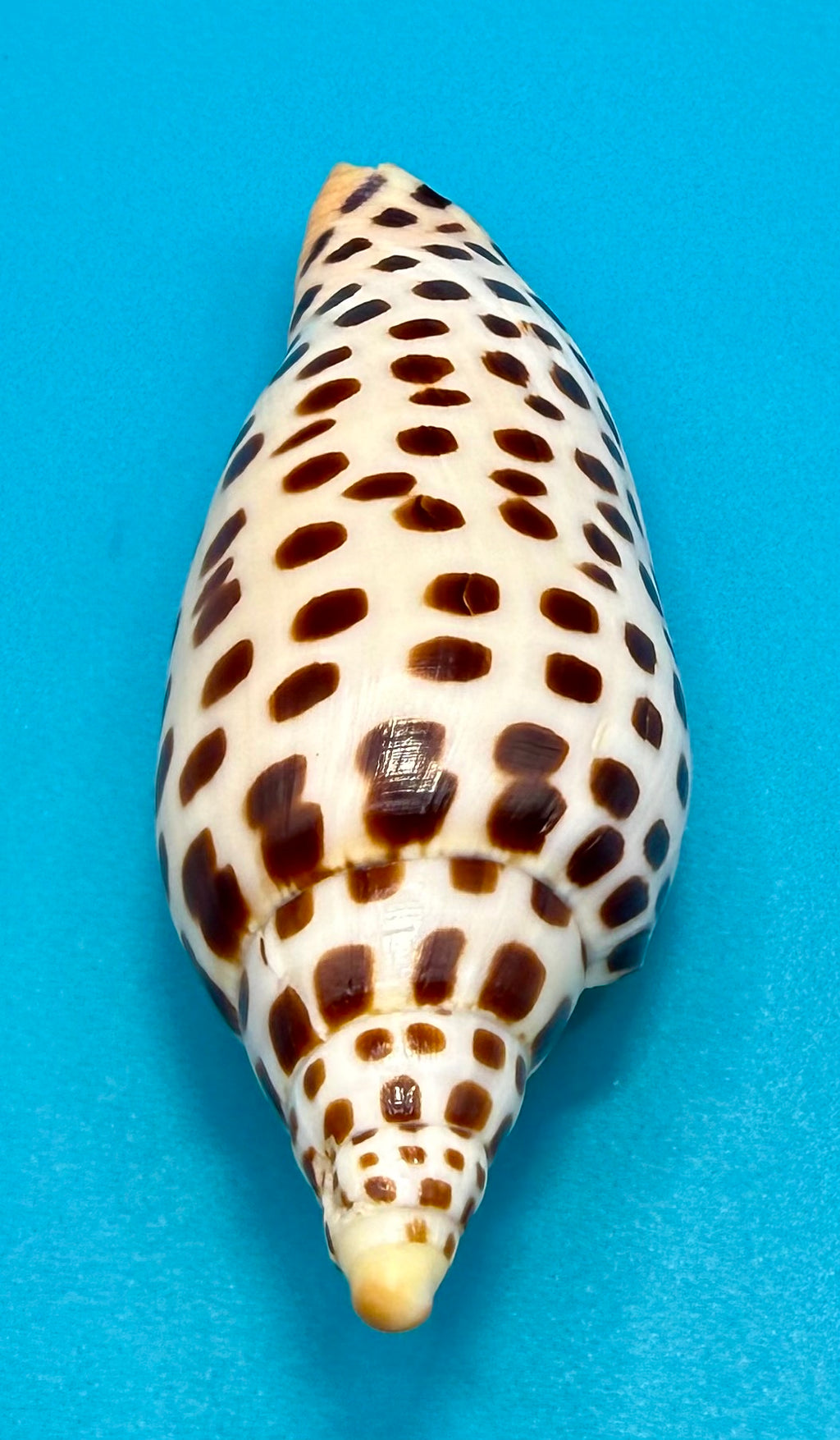 Scaphella mercedesae Petuch & Berschauer, 2026 – 125.6mm | Recently Described Species | Tortugas Shell Collection